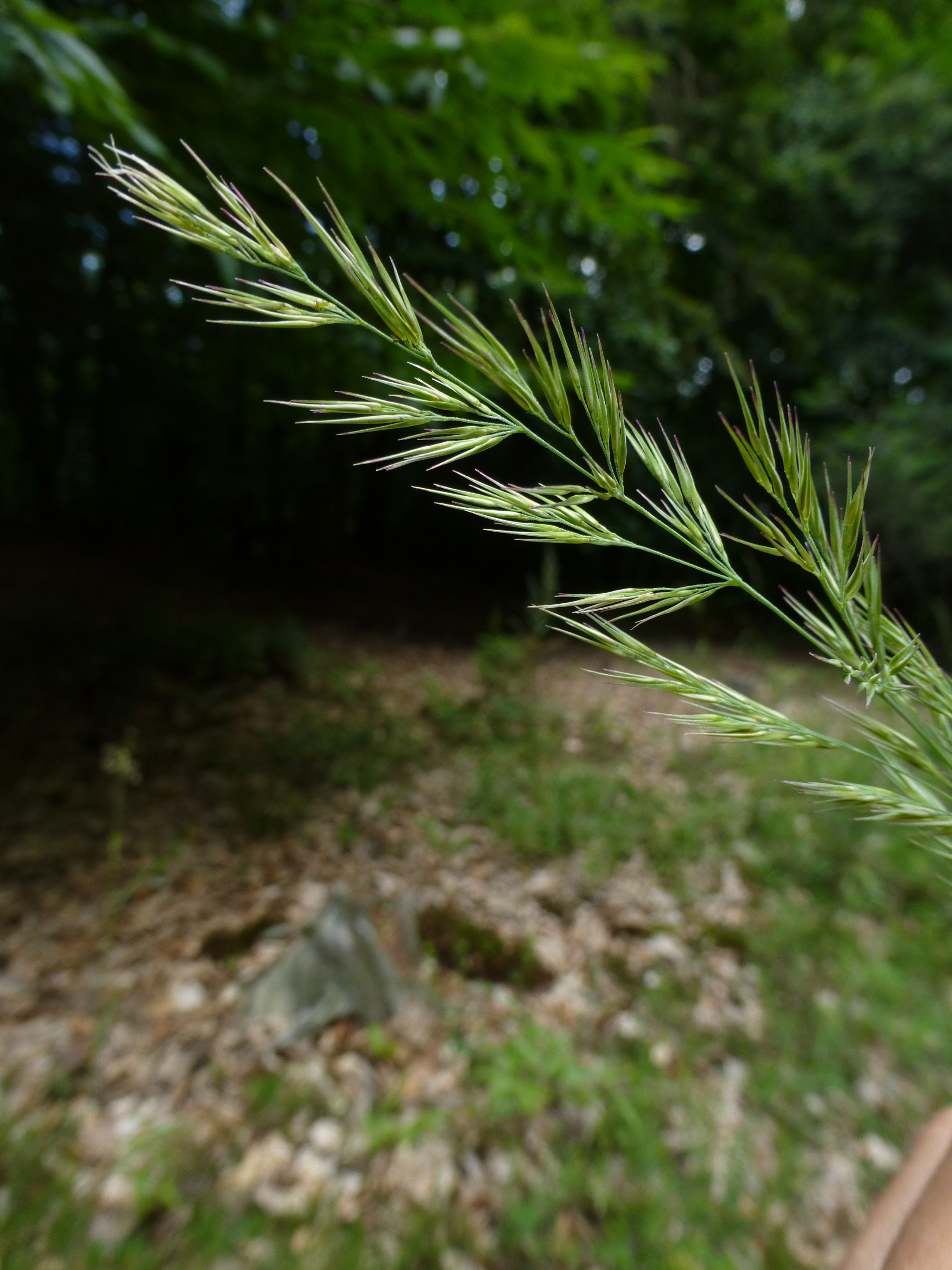 25052014205008 2396 art 562 calamagrostis epigejos 10