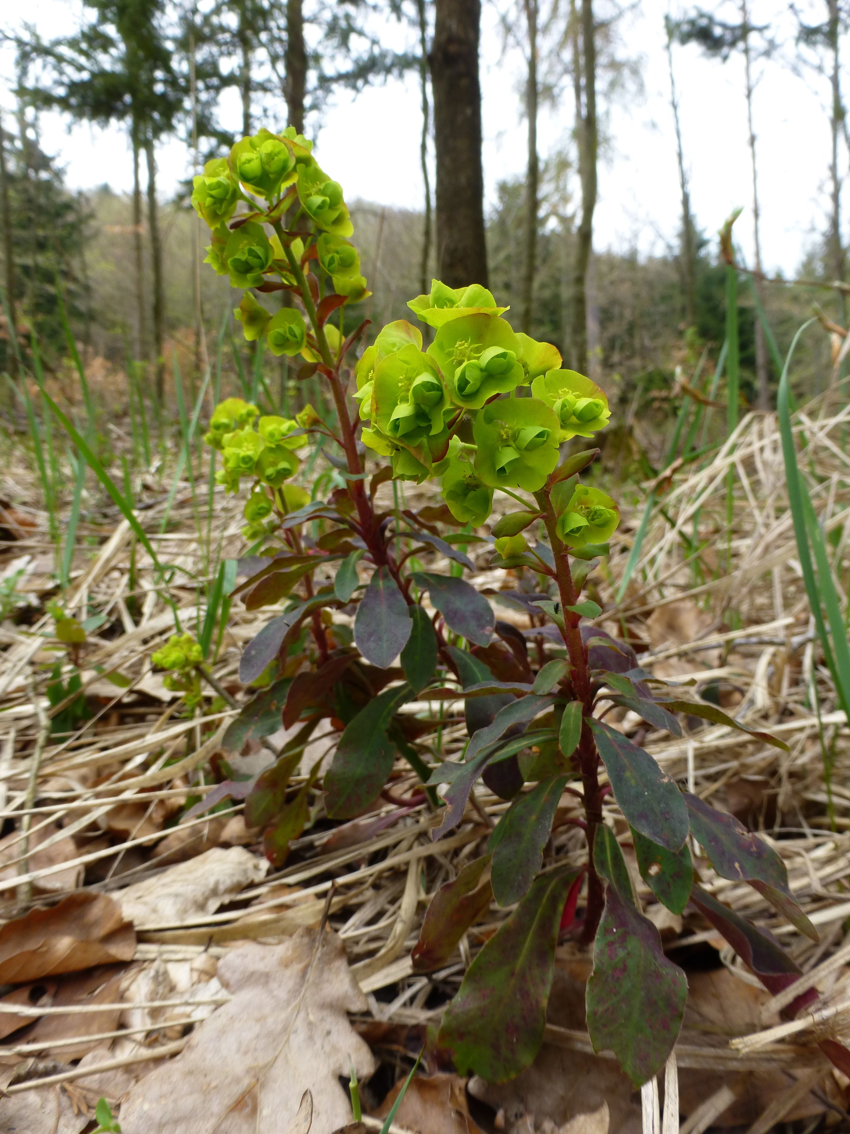 25052014205109 2397 art 489 euphorbia amygdaloides 6