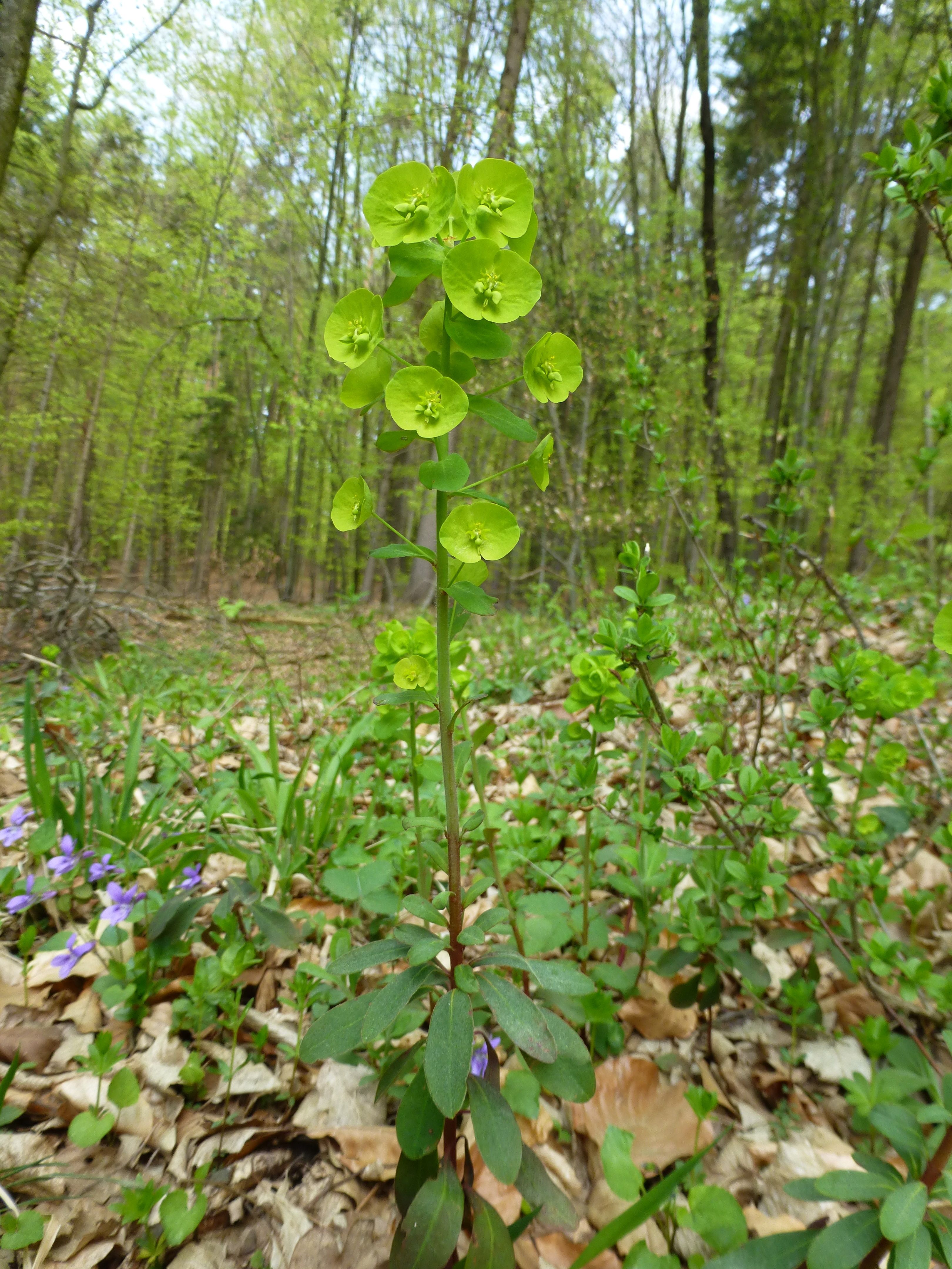 25052014205219 2398 art 489 euphorbia amygdaloides 13