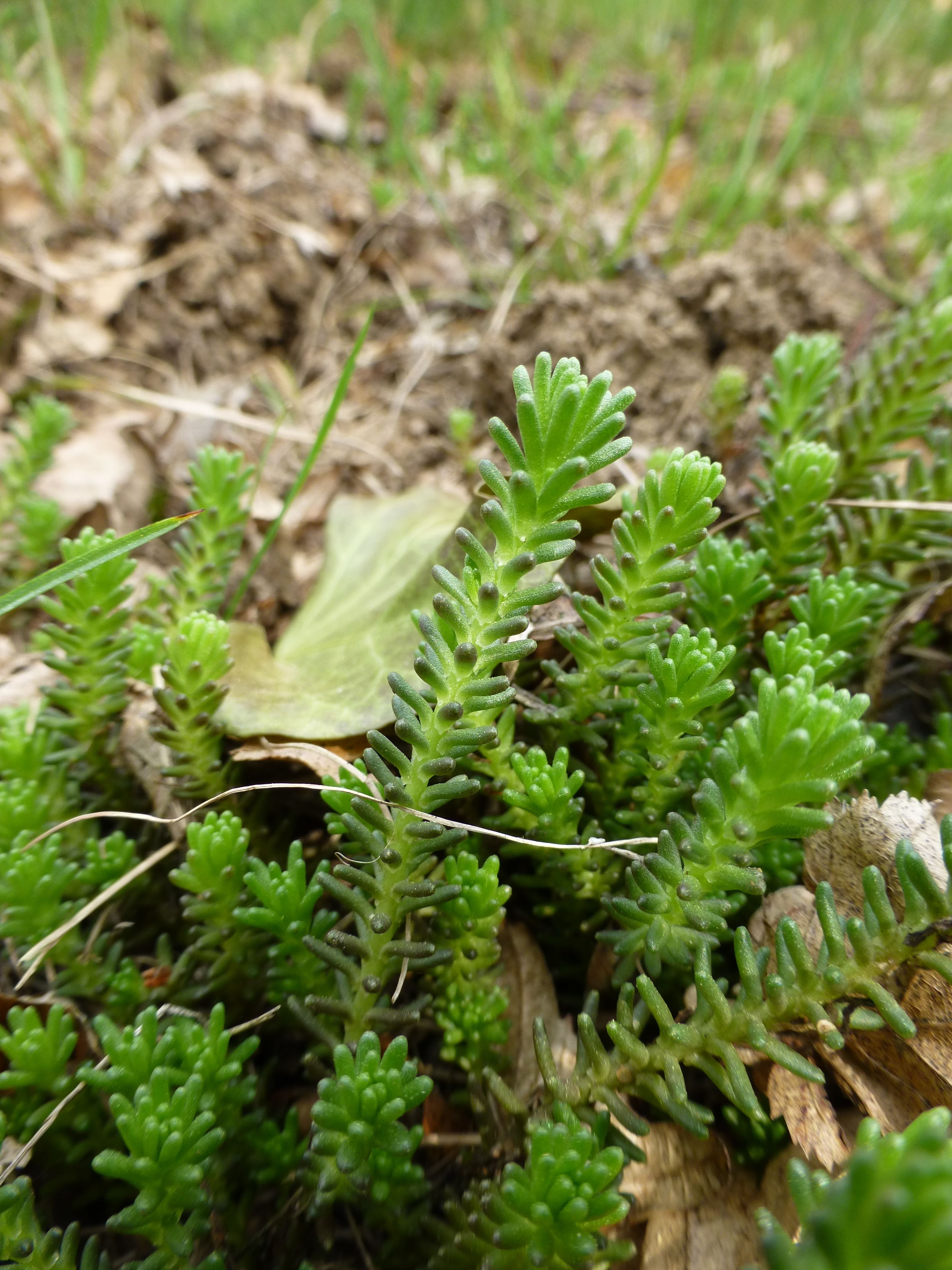 25052014205634 2399 art 548 sedum sexangulare 2