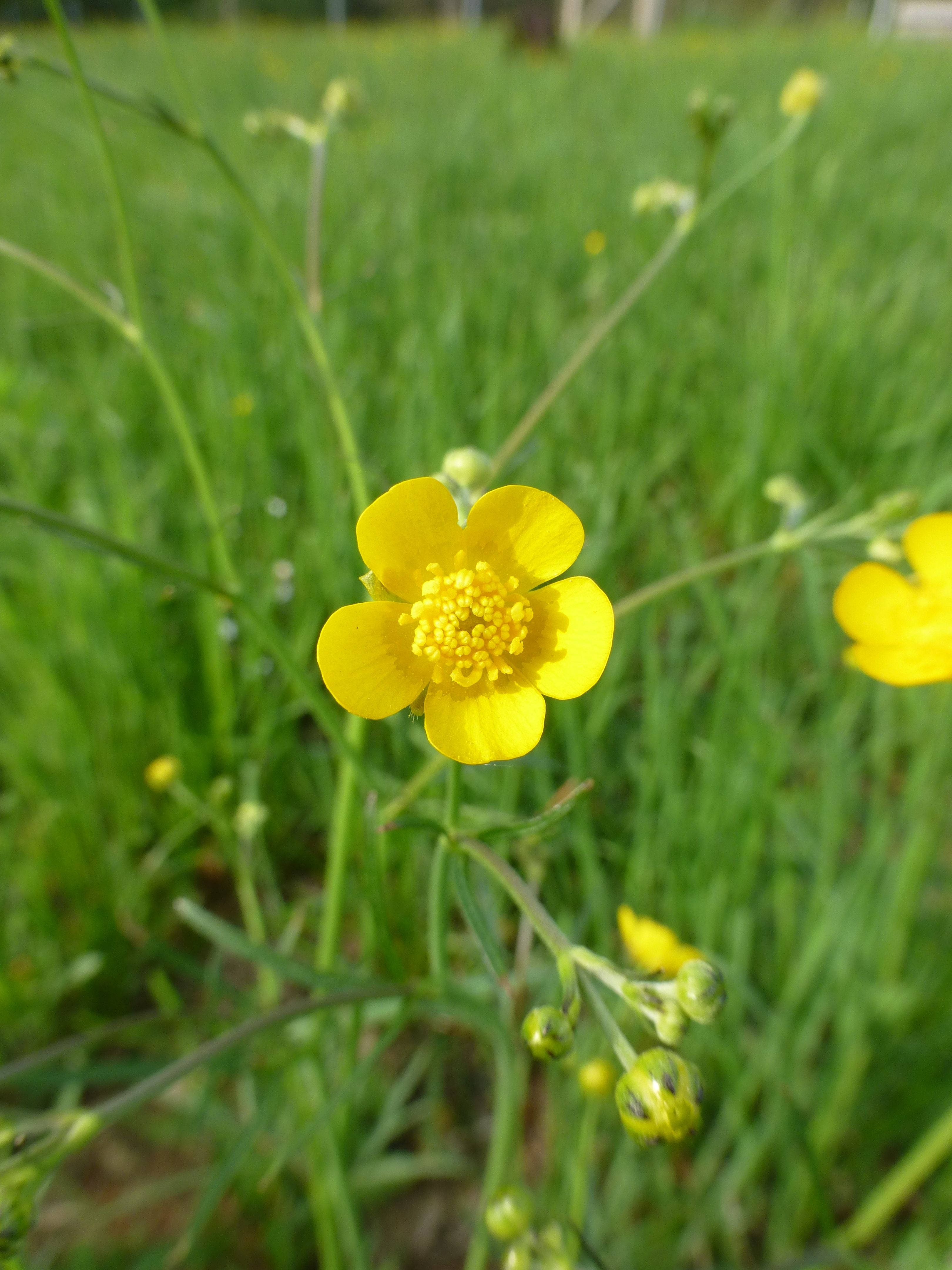 25052014205747 2400 art 494 ranunculus acris 14