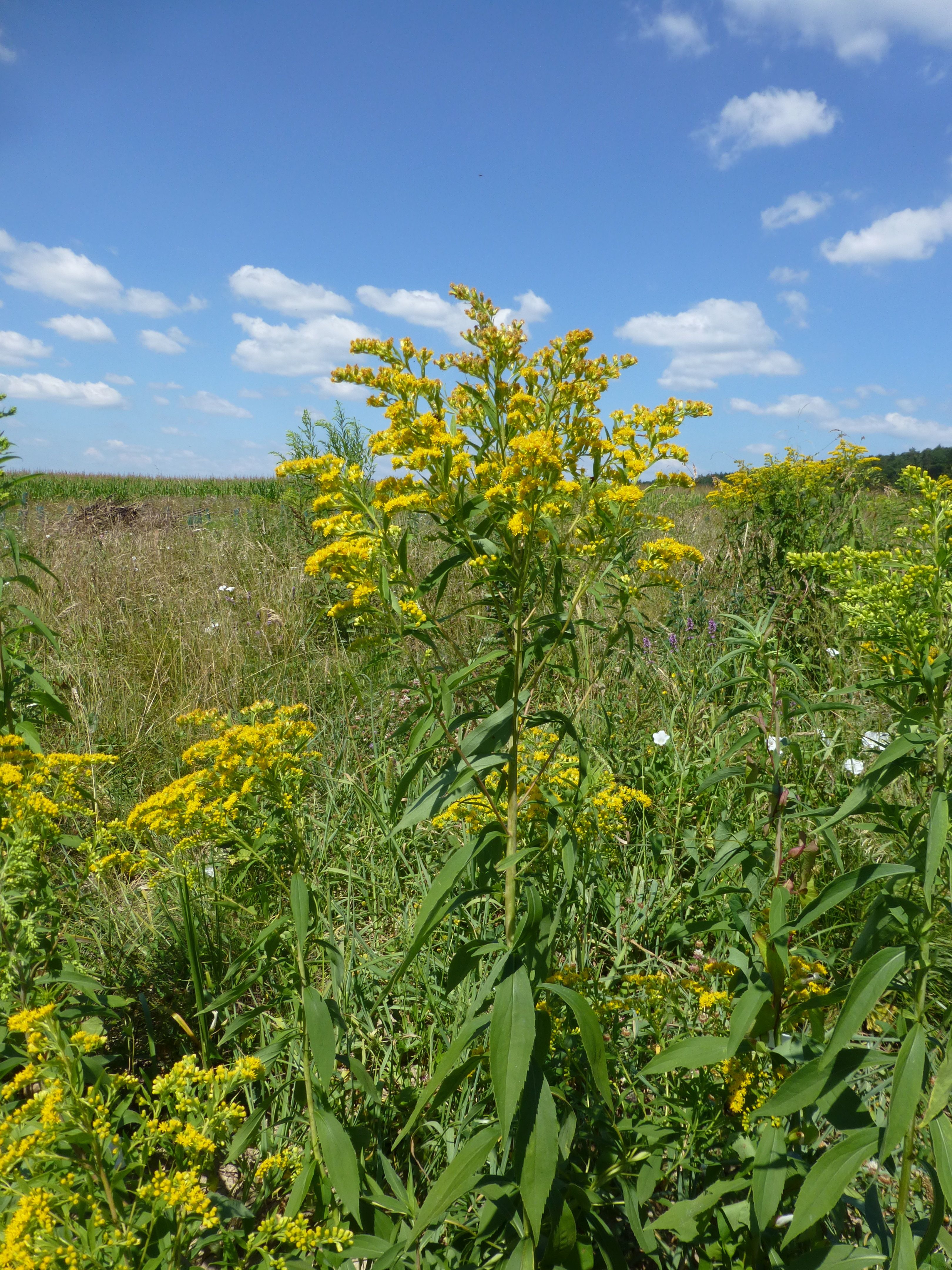 25052014205909 2401 art 565 solidago gigantea 7