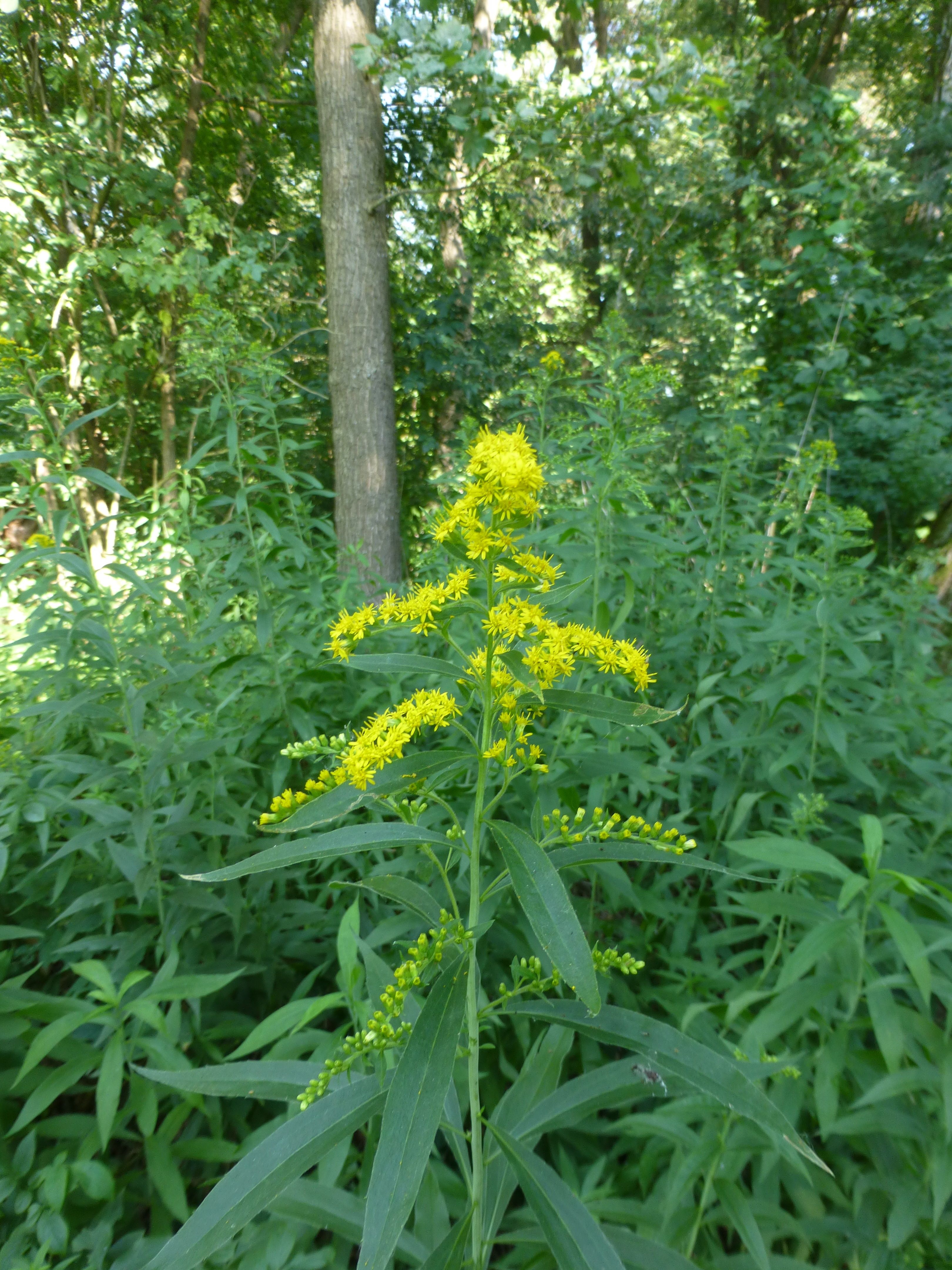25052014210015 2402 art 565 solidago gigantea 10