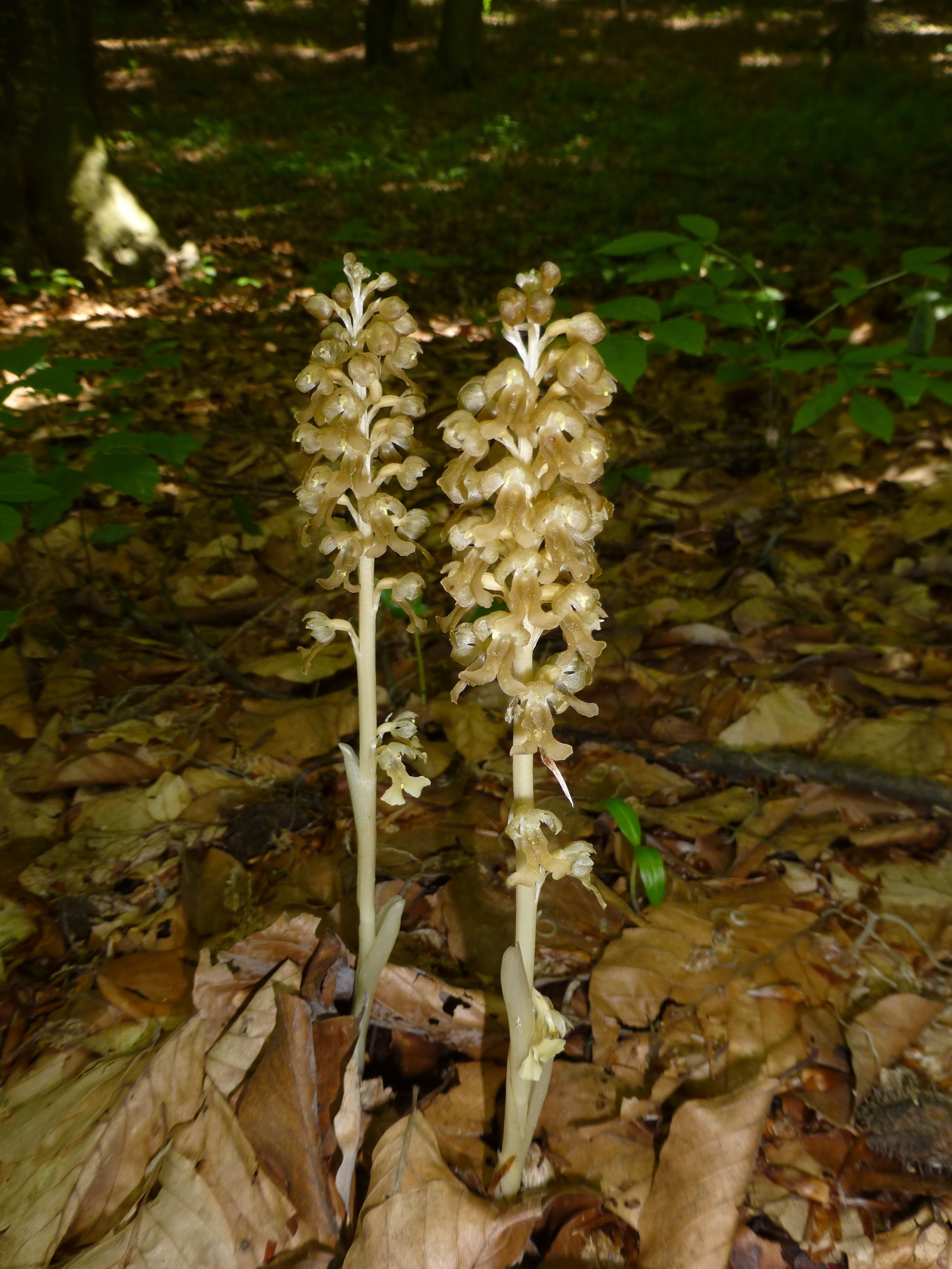 25052014210237 2404 art 485 neottia nidus avis 1