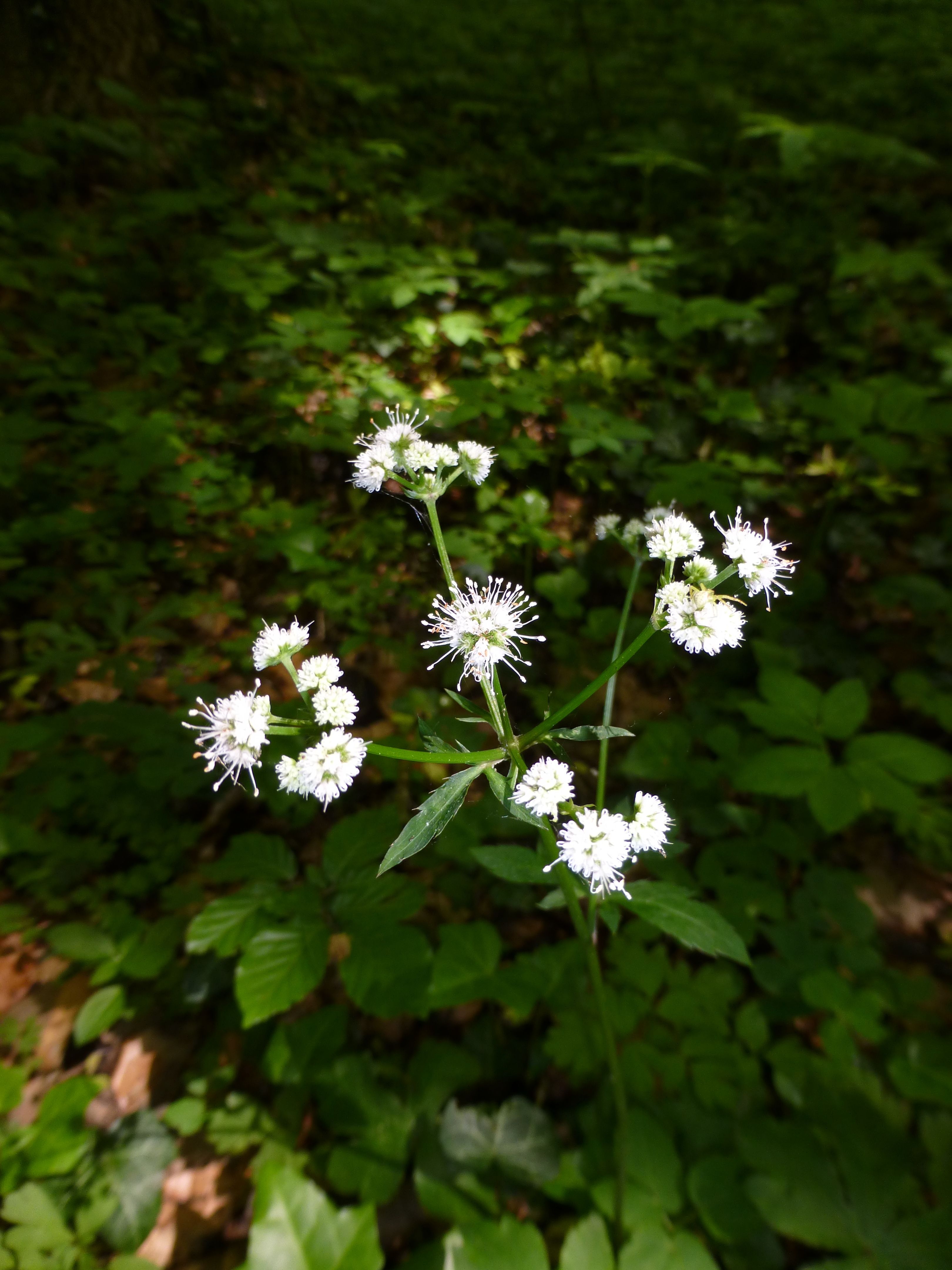 25052014210325 2405 art 486 sanicula europaea 11