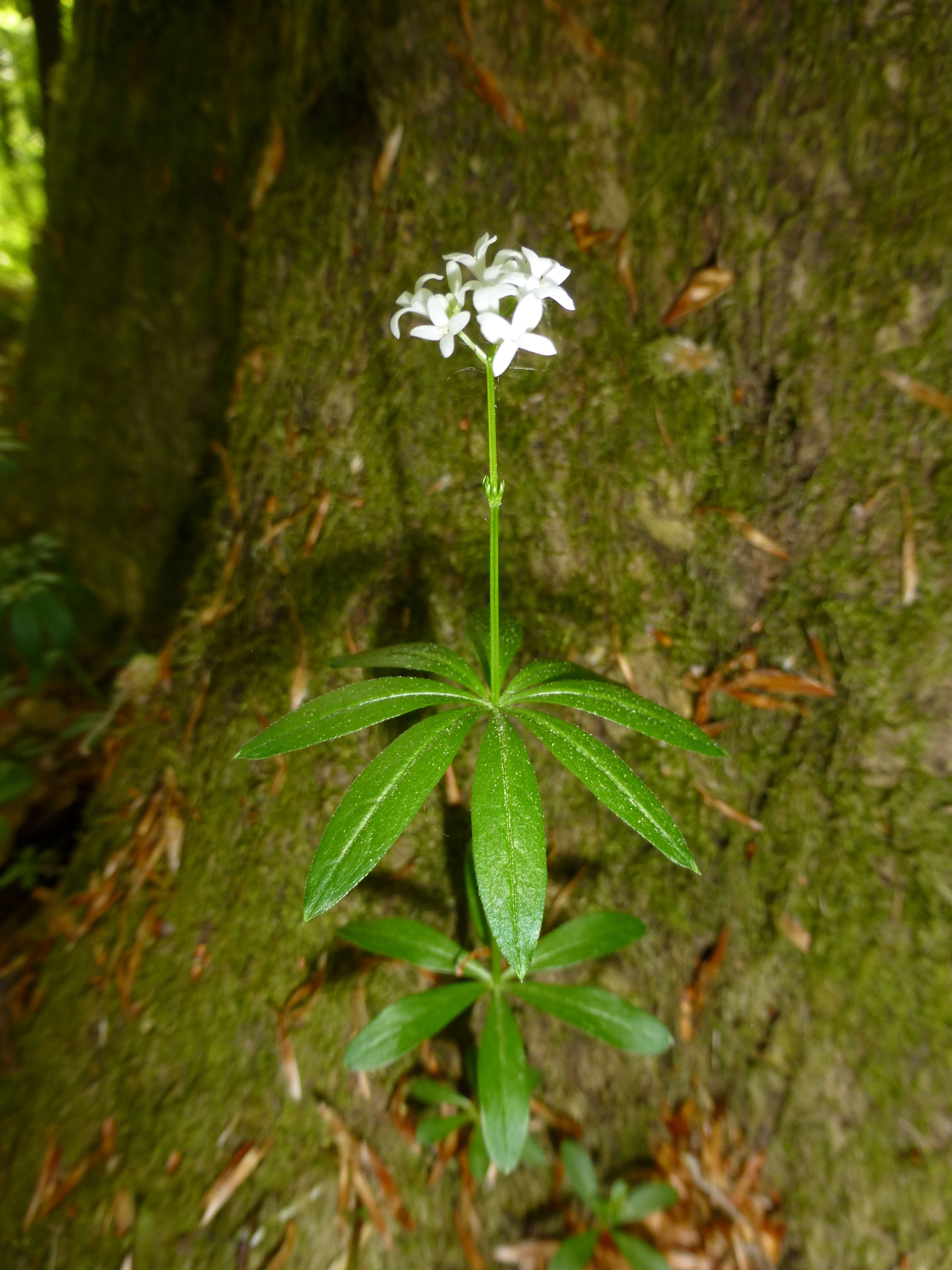 25052014210429 2406 art 487 galium odoratum 13