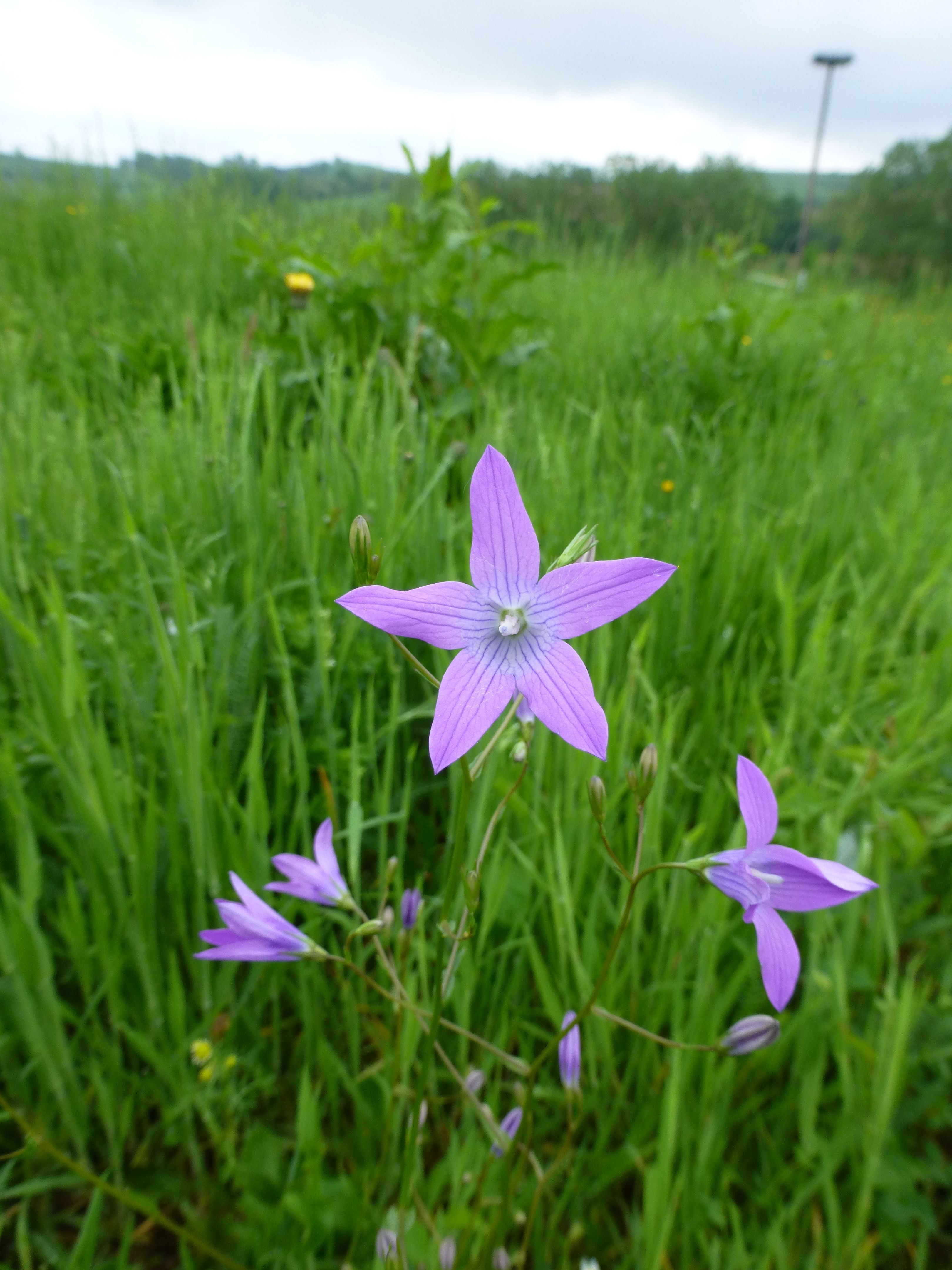 25052014210531 2407 art 503 campanula patula 7