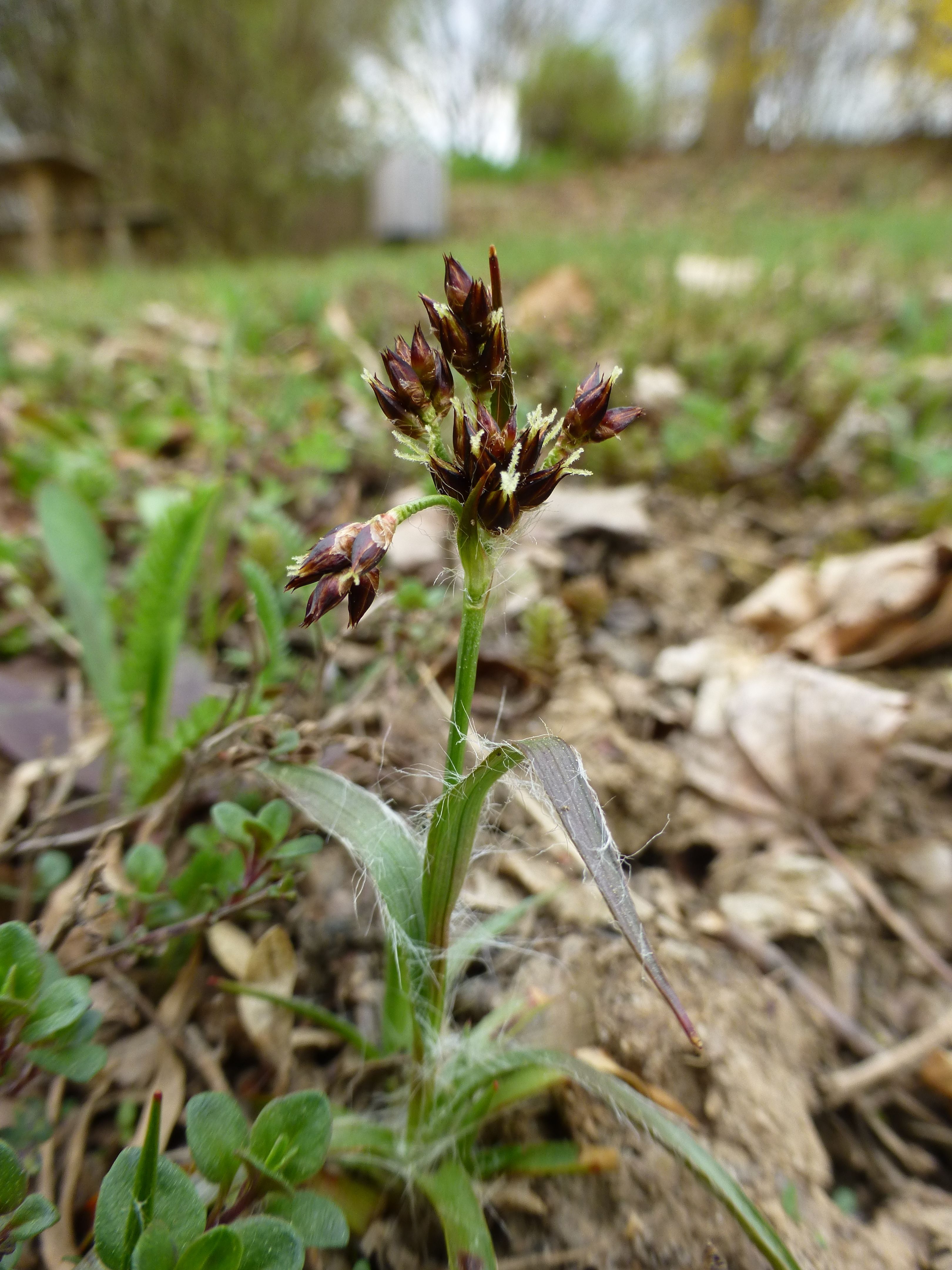 25052014210845 2408 art 544 luzula campestris 15