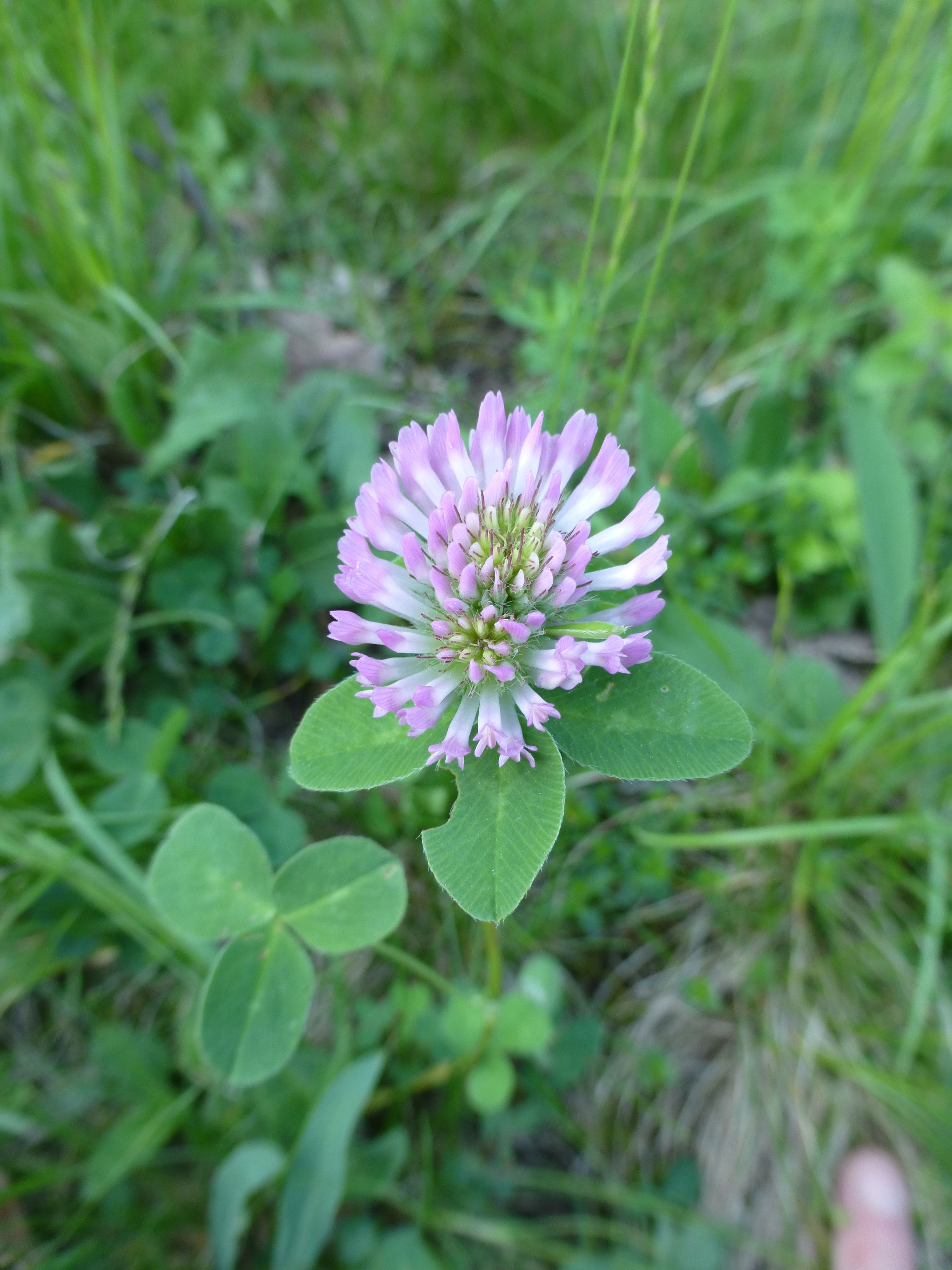 25052014210941 2409 art 497 trifolium pratense 5