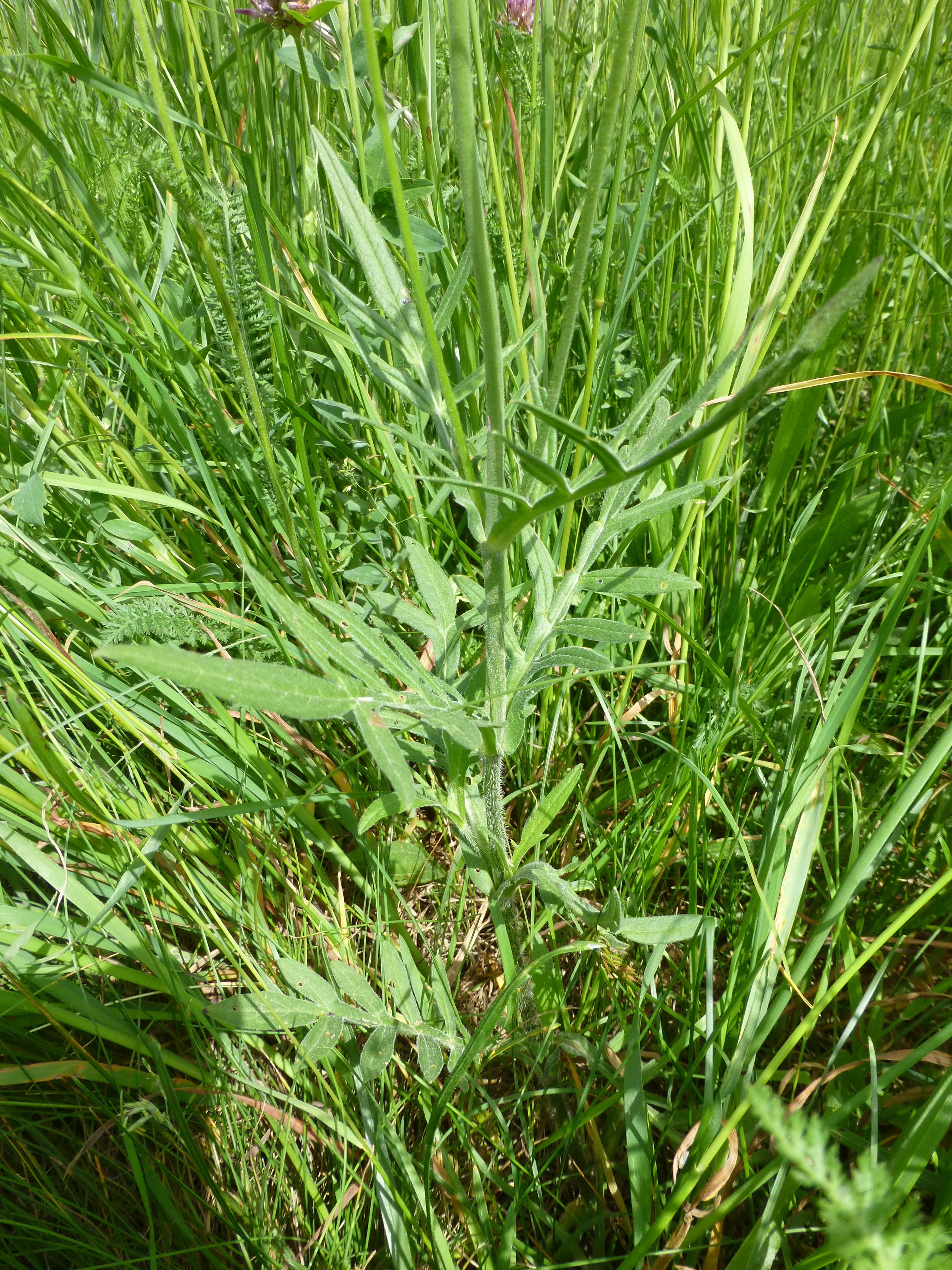 25052014211111 2410 art 495 knautia arvensis 1