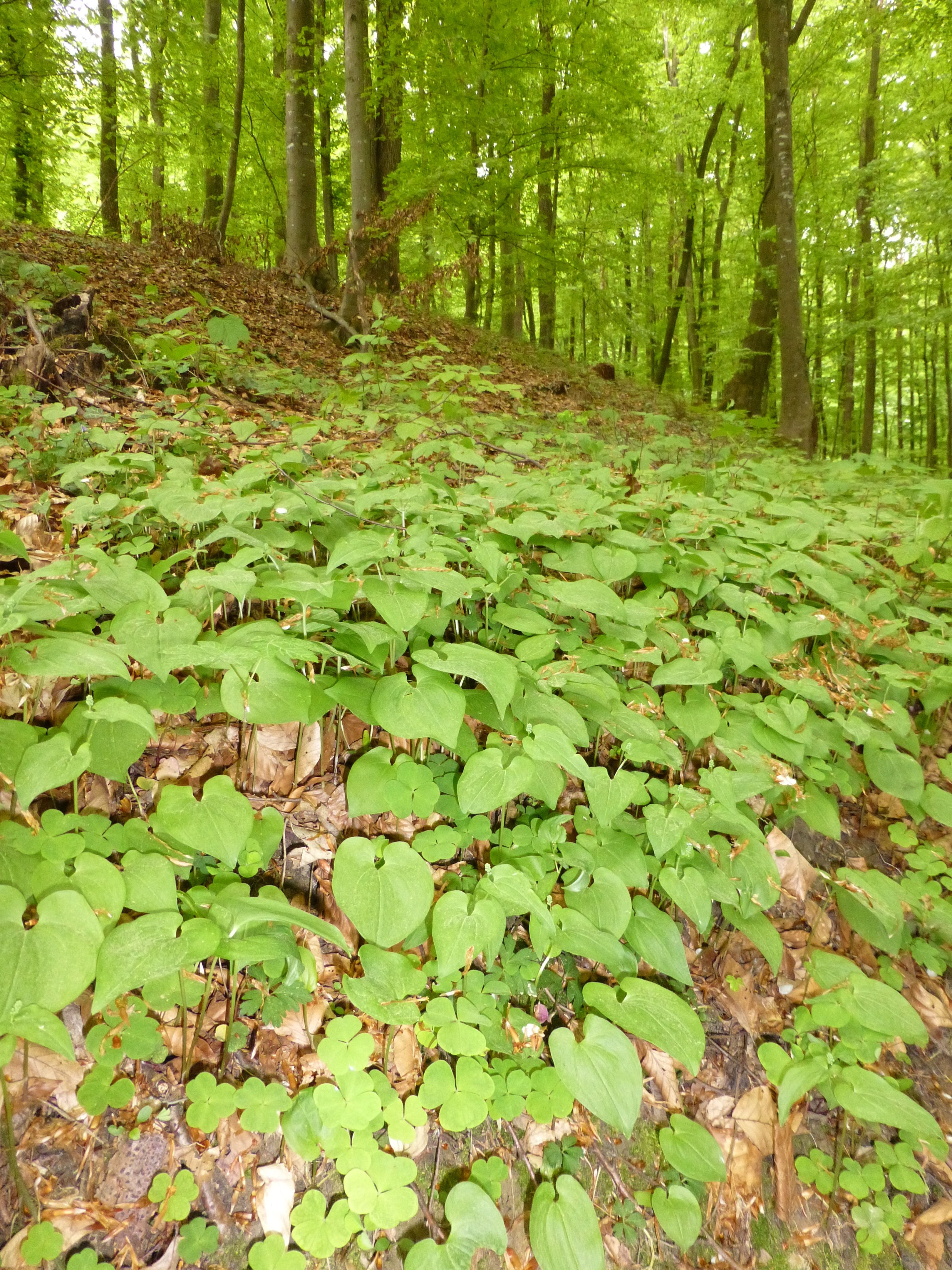 25052014211328 2412 art 477 maianthemum bifolium 5