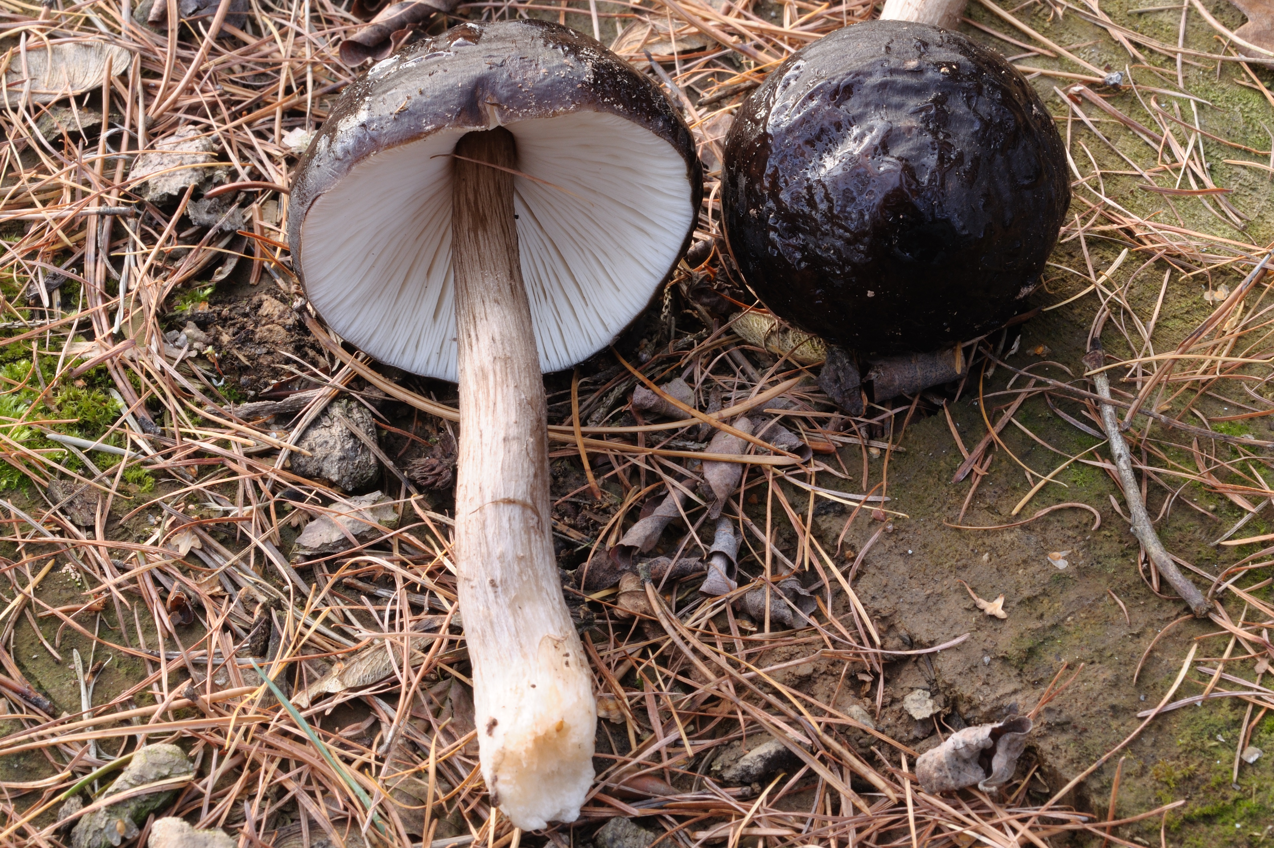 25052018101900 3673 art 2215 pluteus cervinus rehbrauner dachpilz