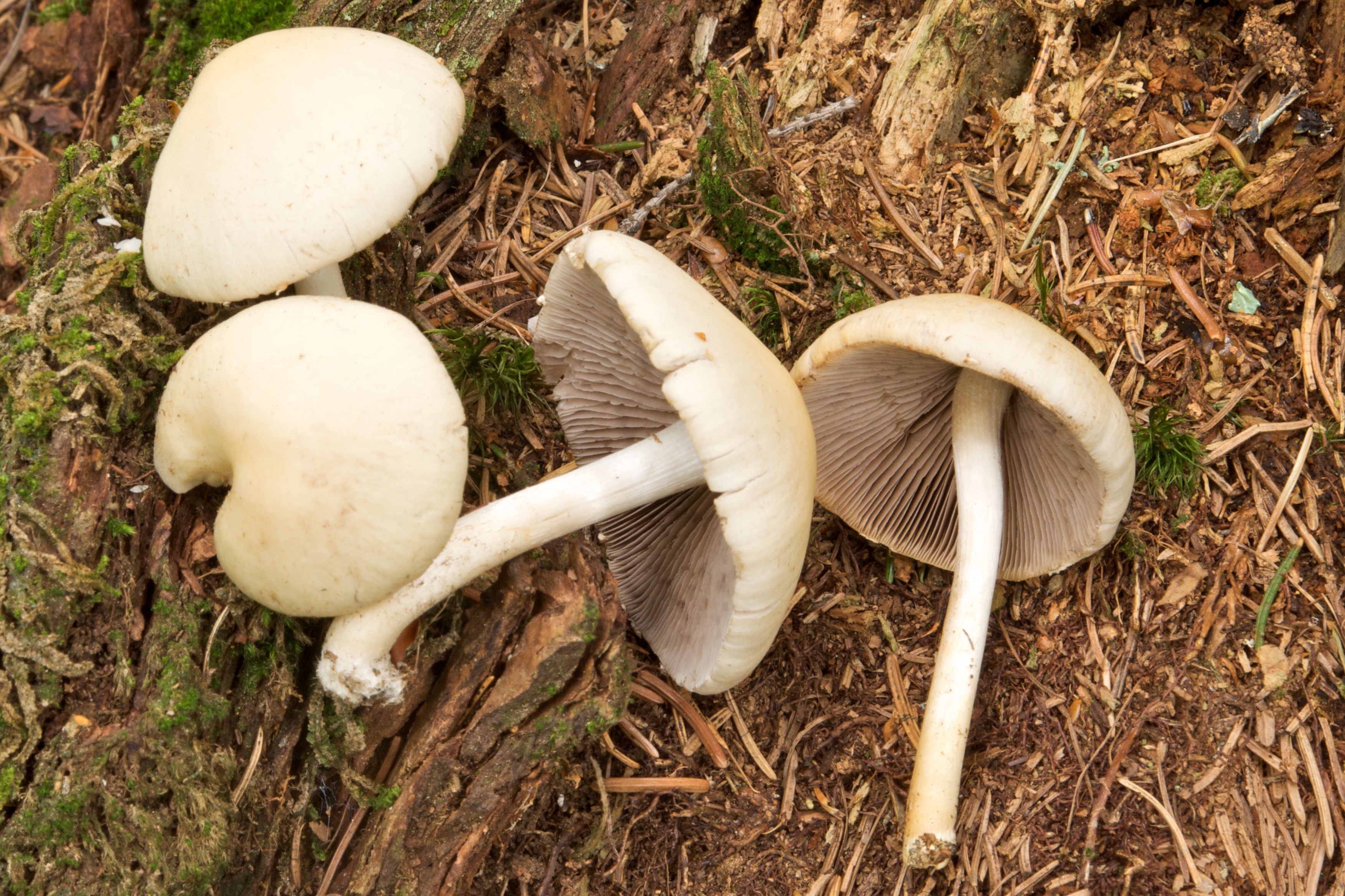 25052018103146 3674 art 2216 2009 07 26 weitental u holler 117