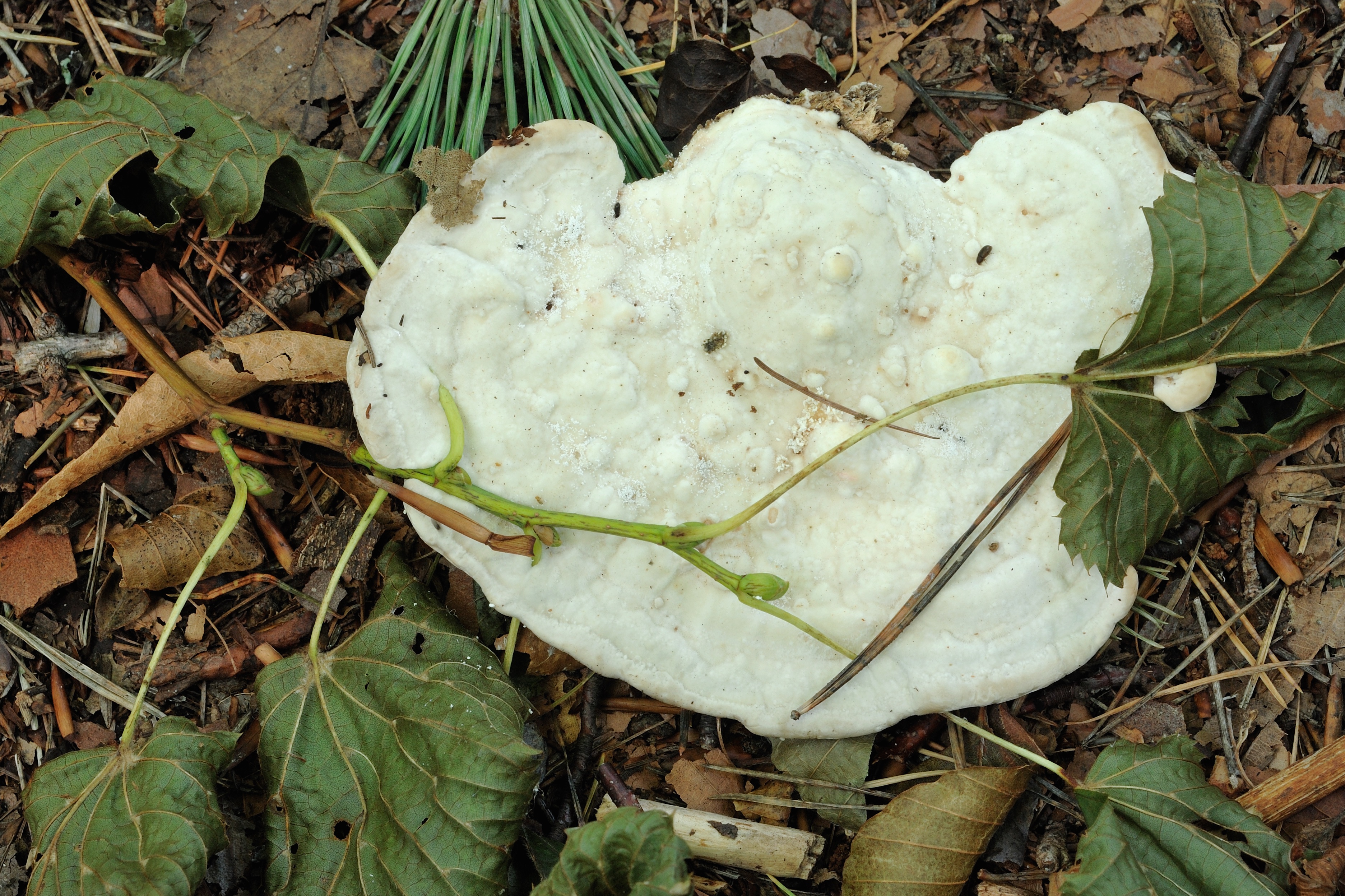 25052018112518 3678 art 2219 hauenstein 006