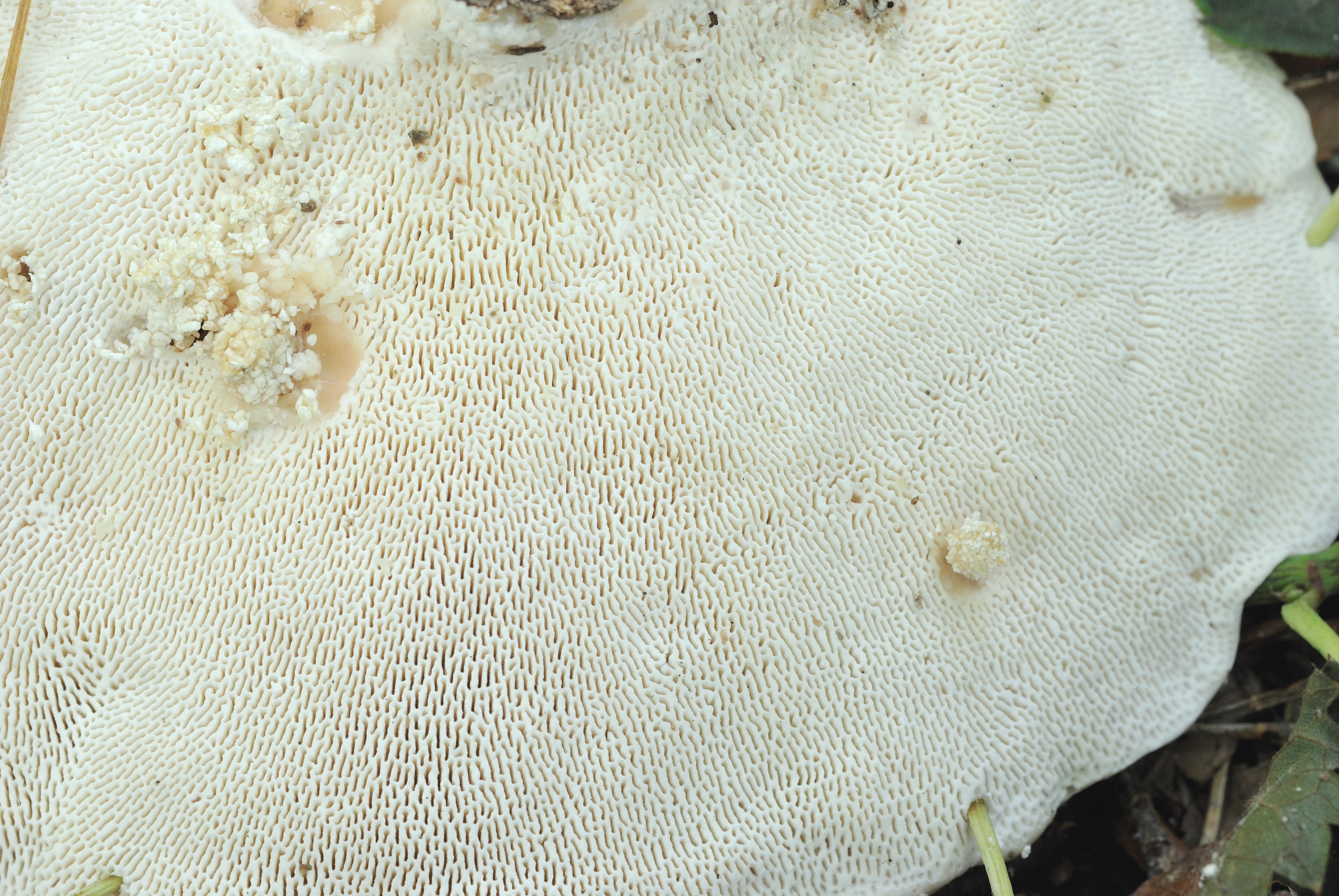 25052018112619 3679 art 2219 hauenstein 004