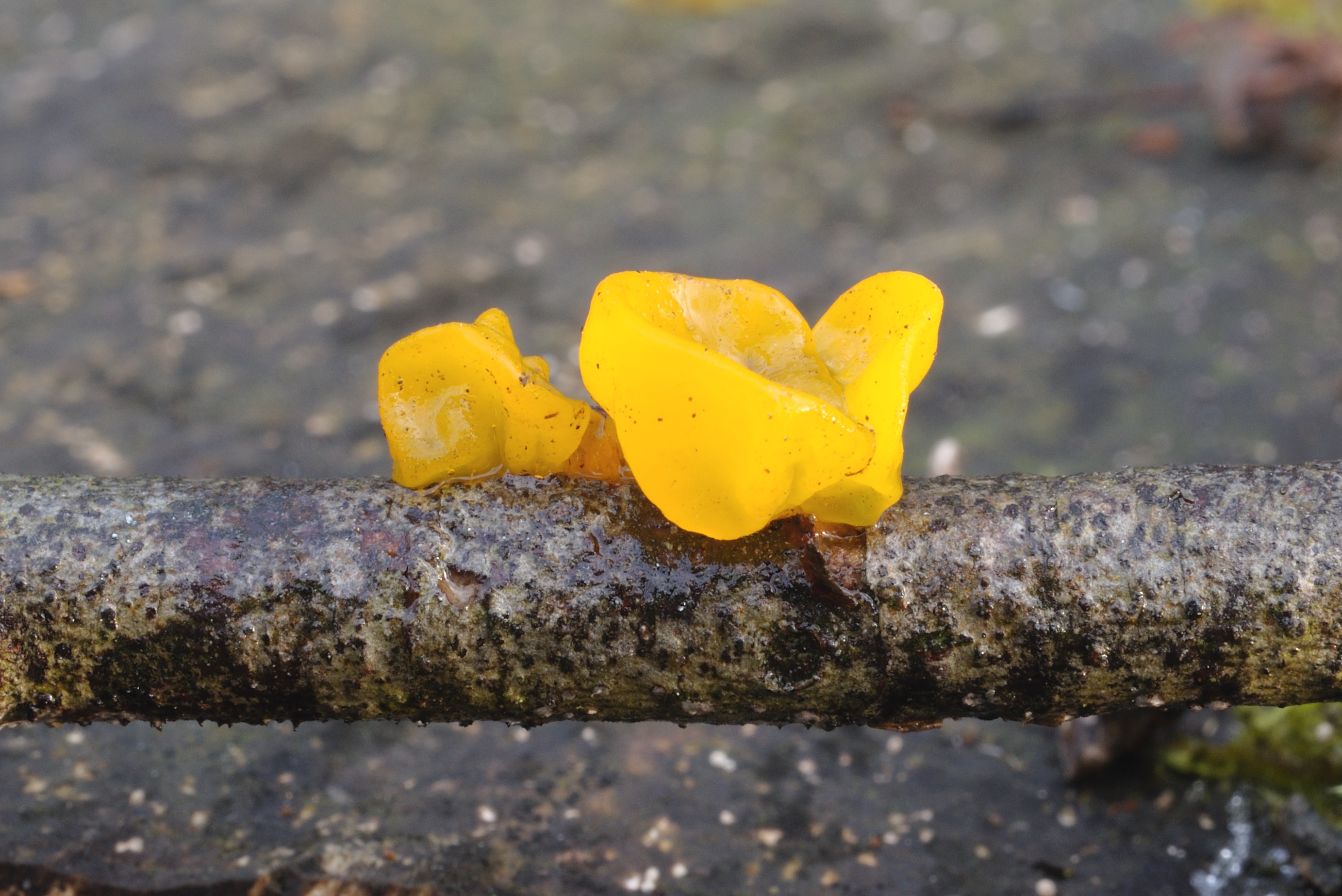 25052018114004 3682 art 2221 2009 12 08 fernitz dezember 08 070