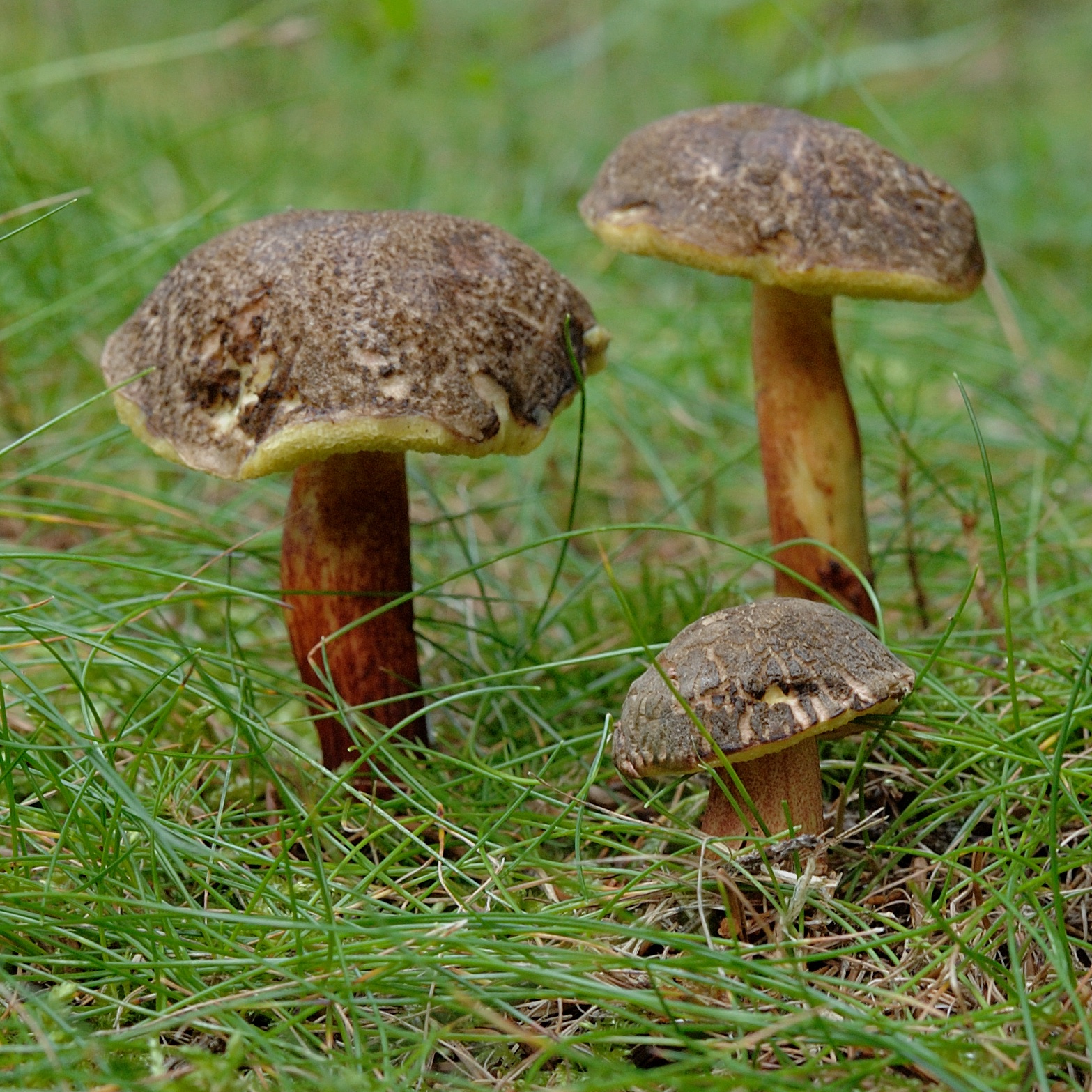 25052018114608 3683 art 2222 2007 09 02 holler 1 040