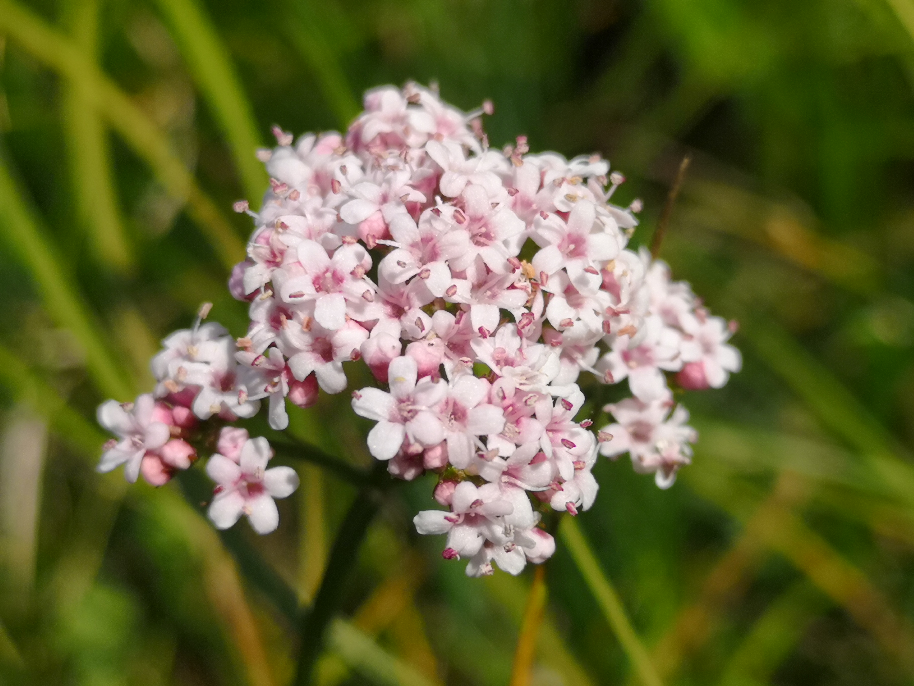 25052021084010 4004 art 1414 img 20210510 140816