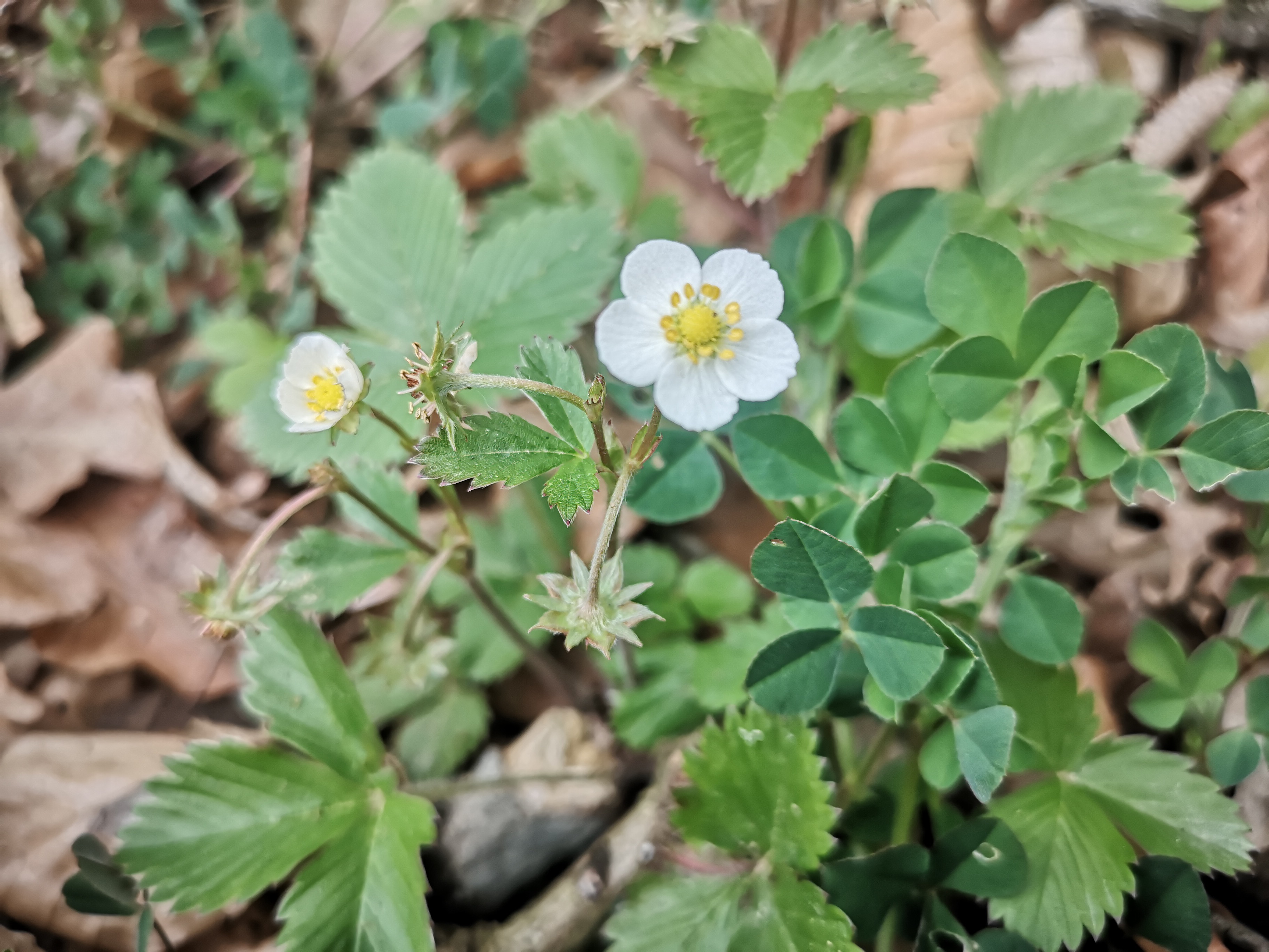 25052021093322 4018 art 1532 img 20210429 093556