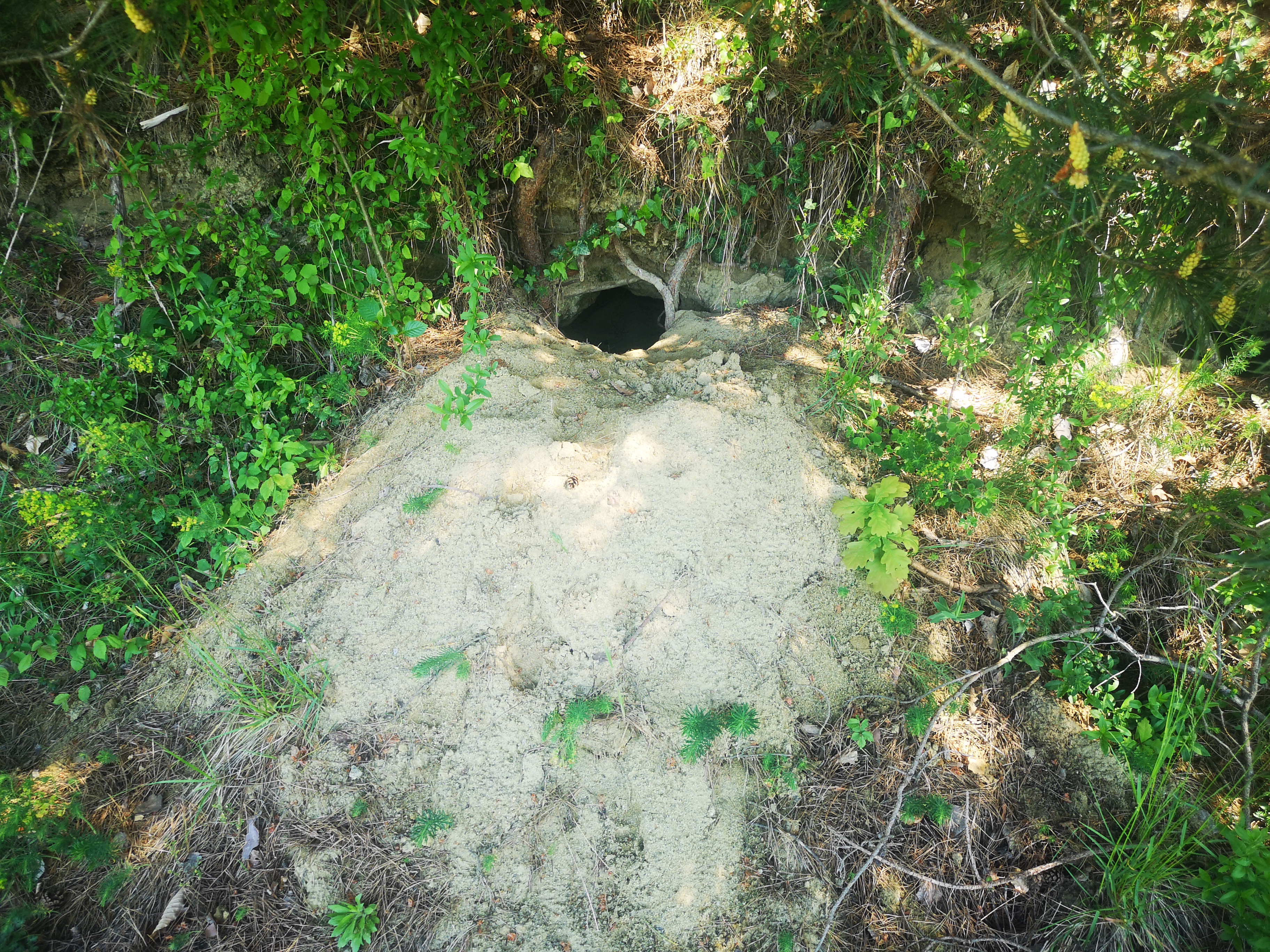 25052021105130 4030 art 1002 img 20210509 105633