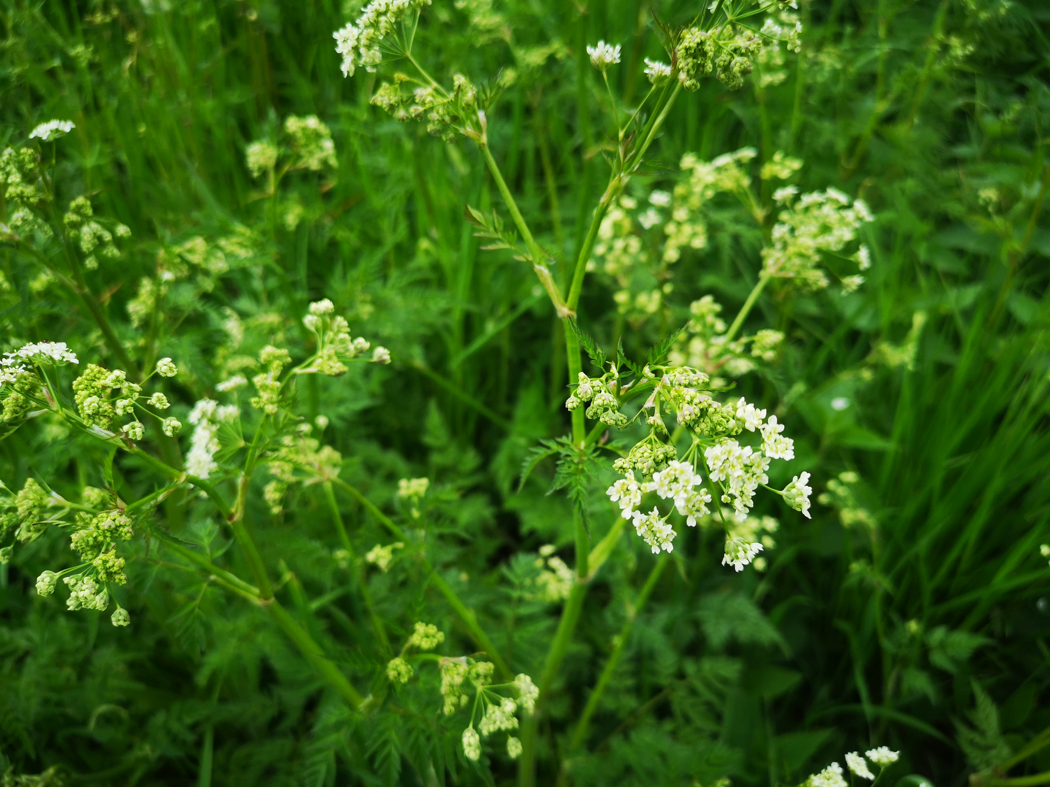 25052021105450 4031 art 901 img 20210430 140941