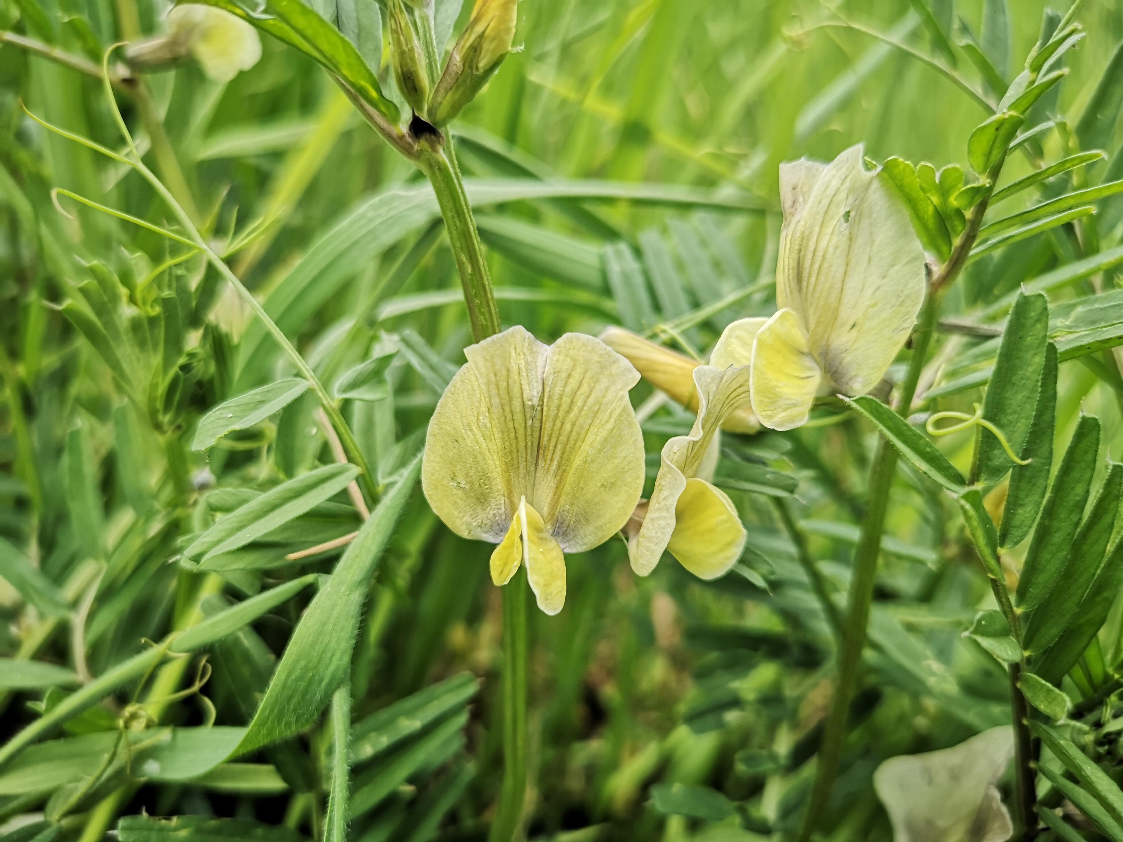 25052021105706 4032 art 1794 img 20210430 141654