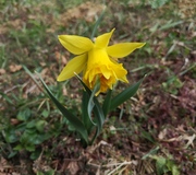 Gelbe Narzisse, Osterglocke