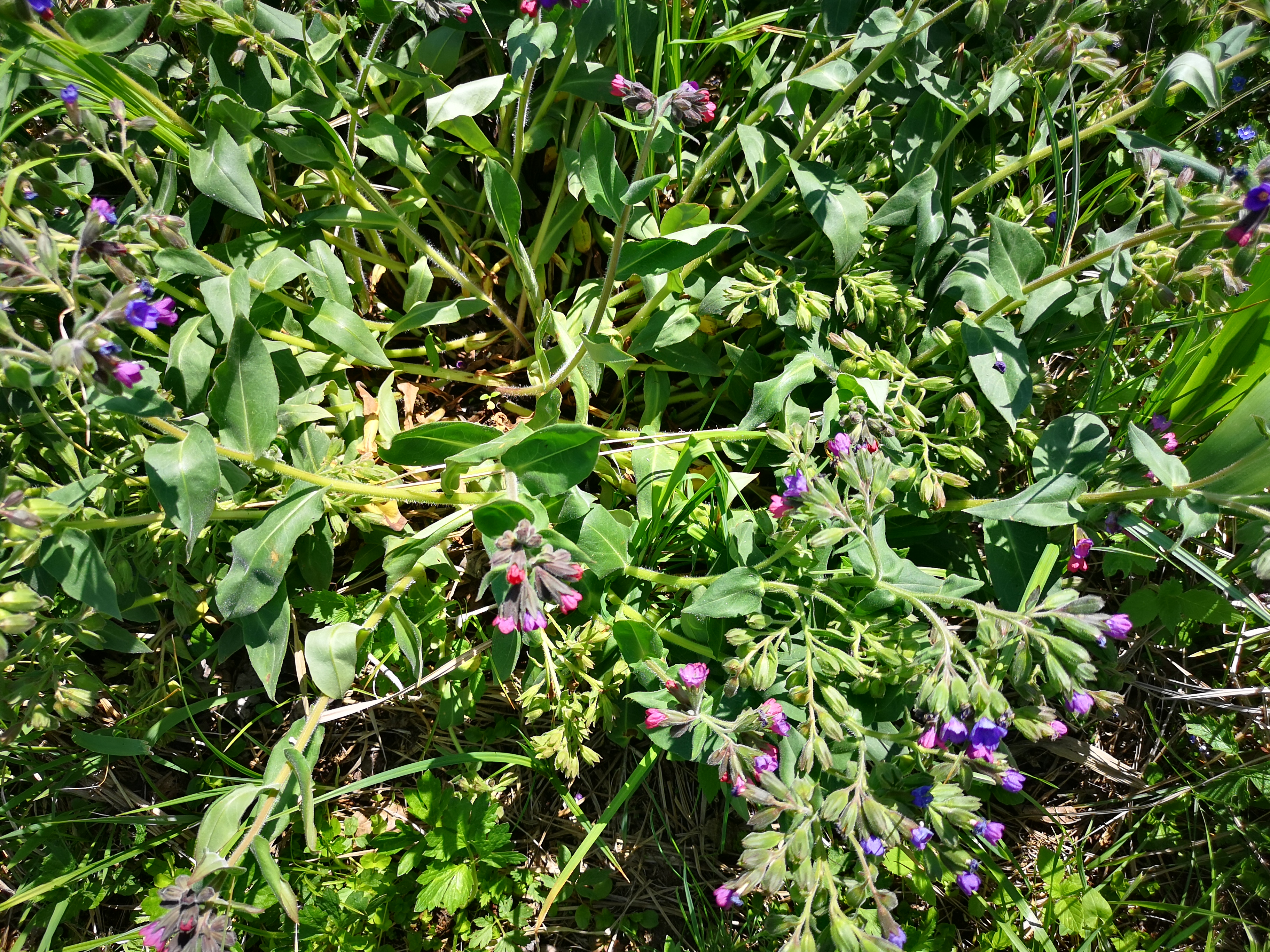 25052021111407 4037 art 1458 img 20210510 135129