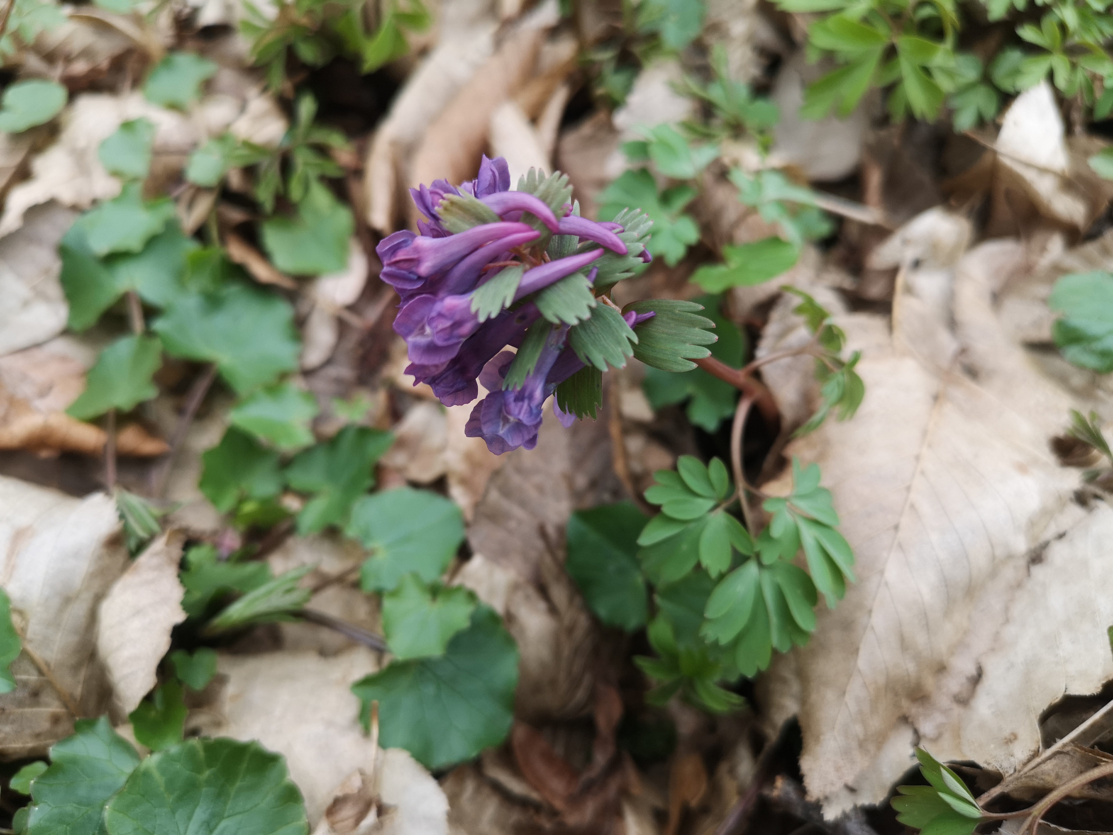 25052021112537 4039 art 1307 img 20210323 142935