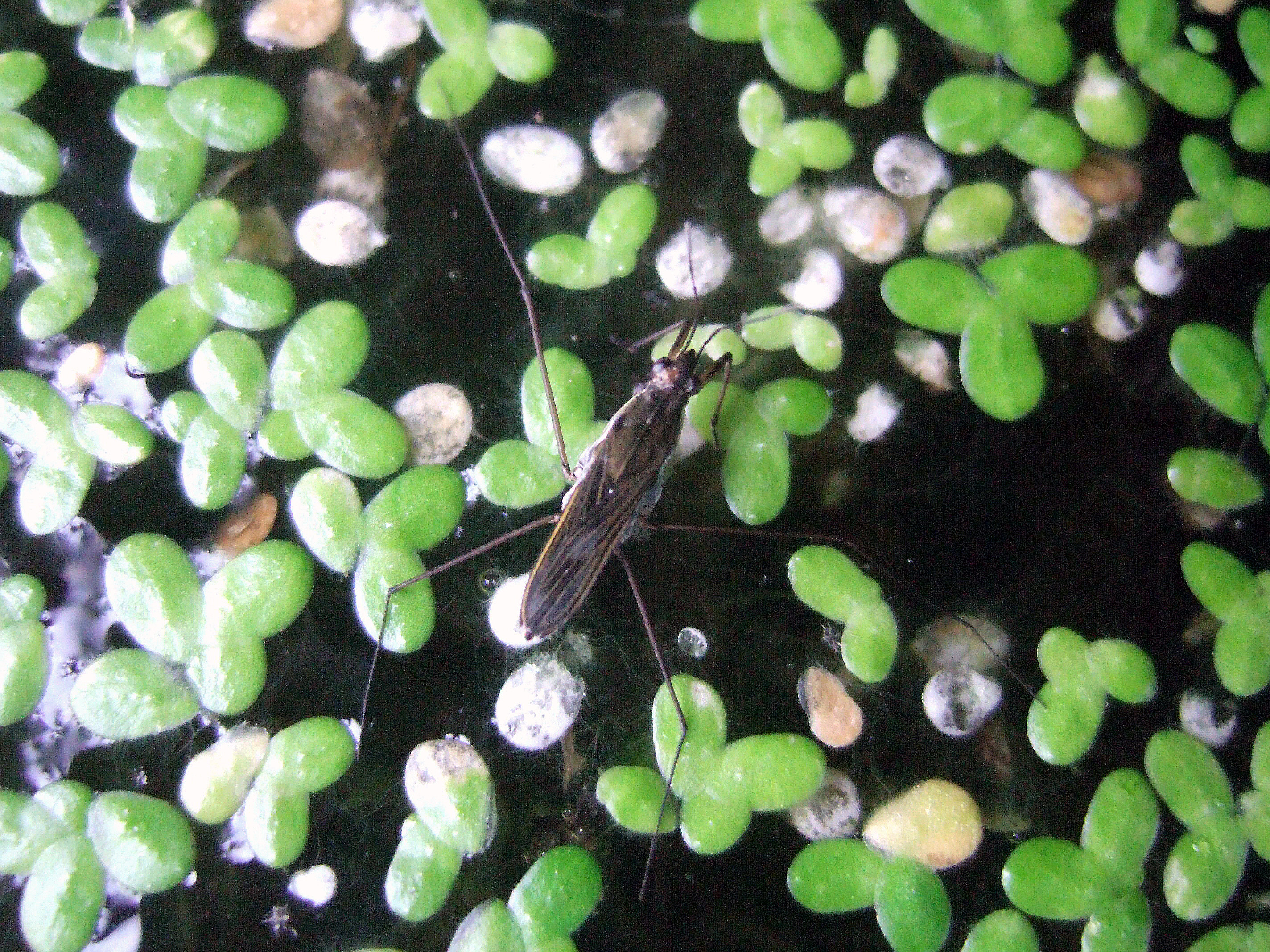 25062013151517 1003 art 410 gerris lacustris thomas fries