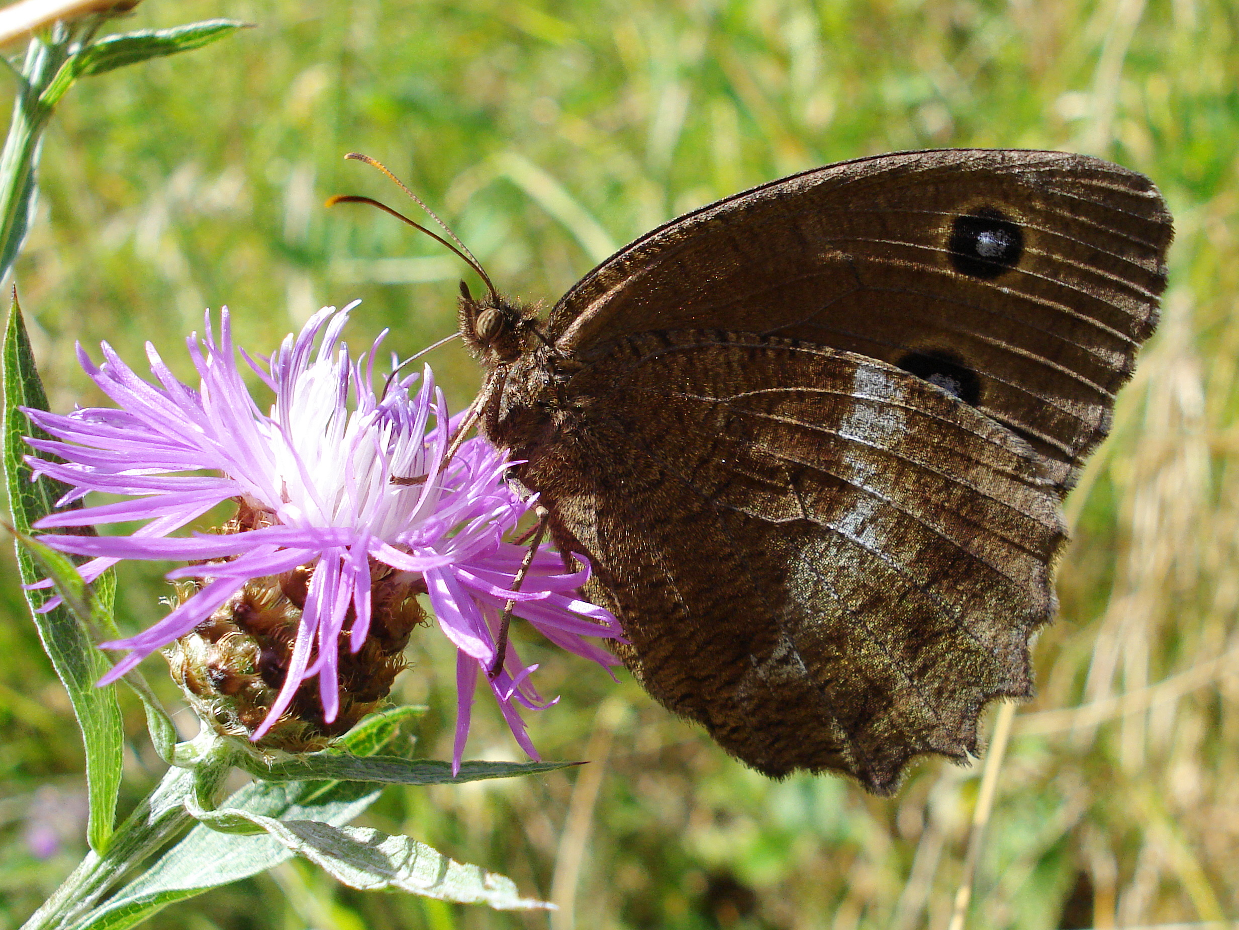 25062013162931 1005 art 847 blaukernauge01