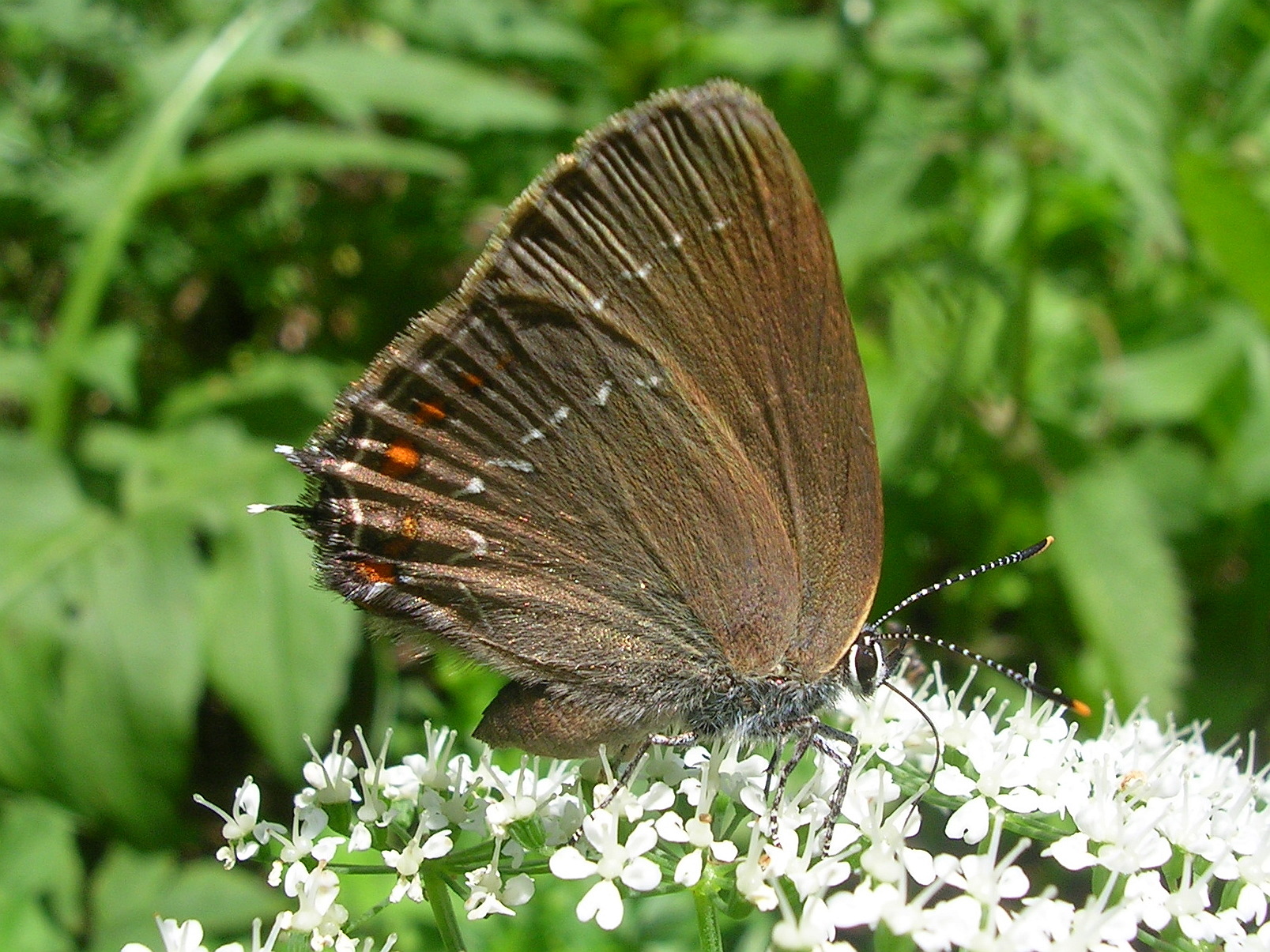 25062013163157 1006 art 851 brauner eichenzipfelfalter02