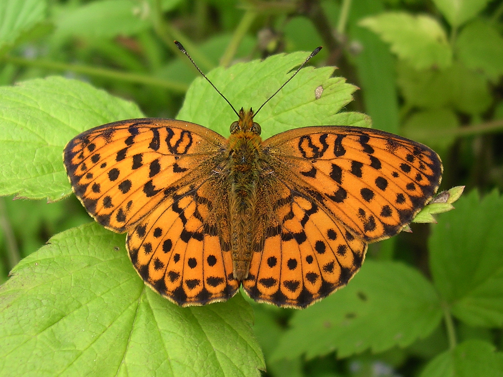 25062013163300 1007 art 826 brombeerperlmuttfalter03