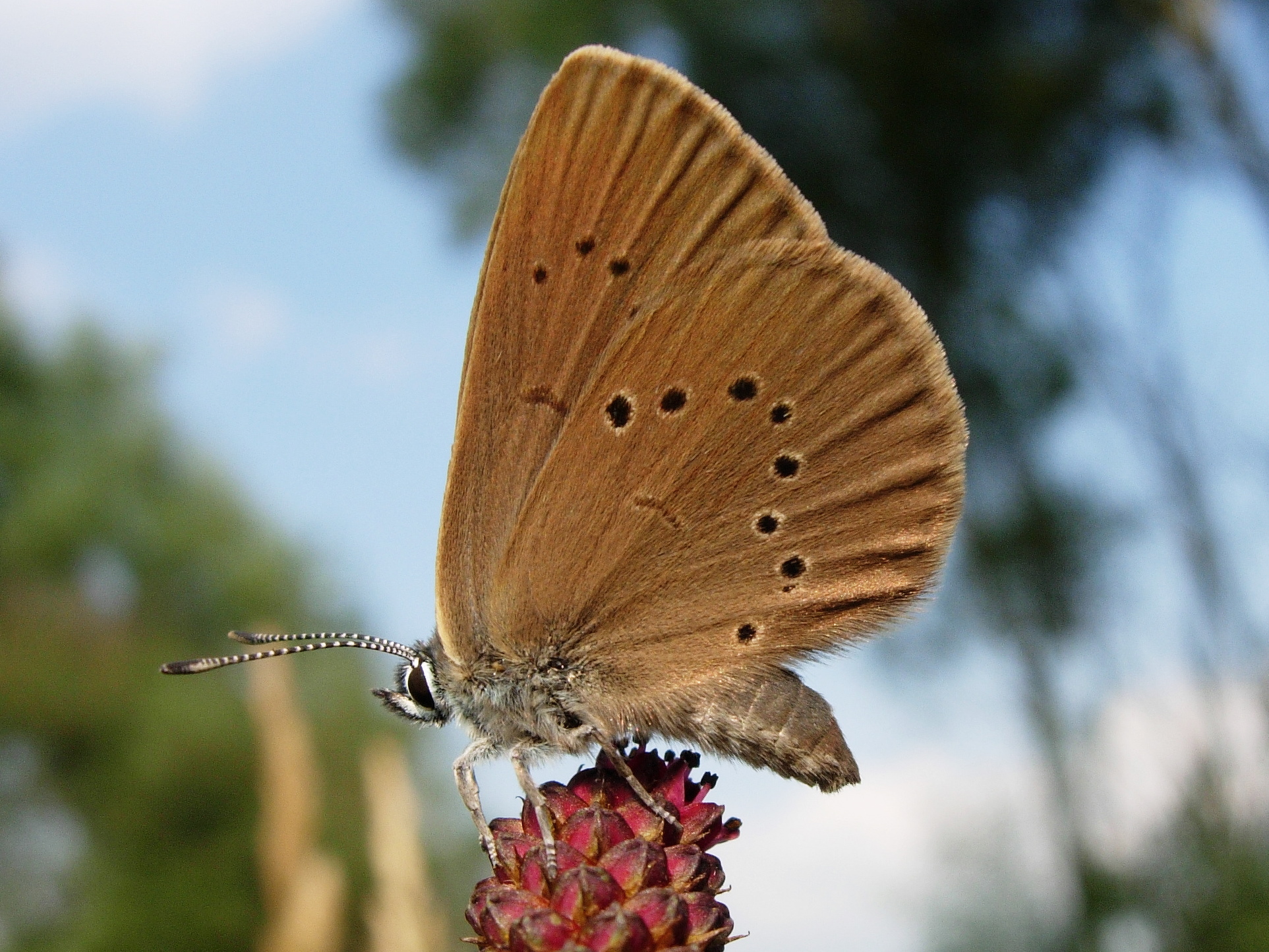 25062013163405 1008 art 819 dunkler wiesenknopfameisenblauling04