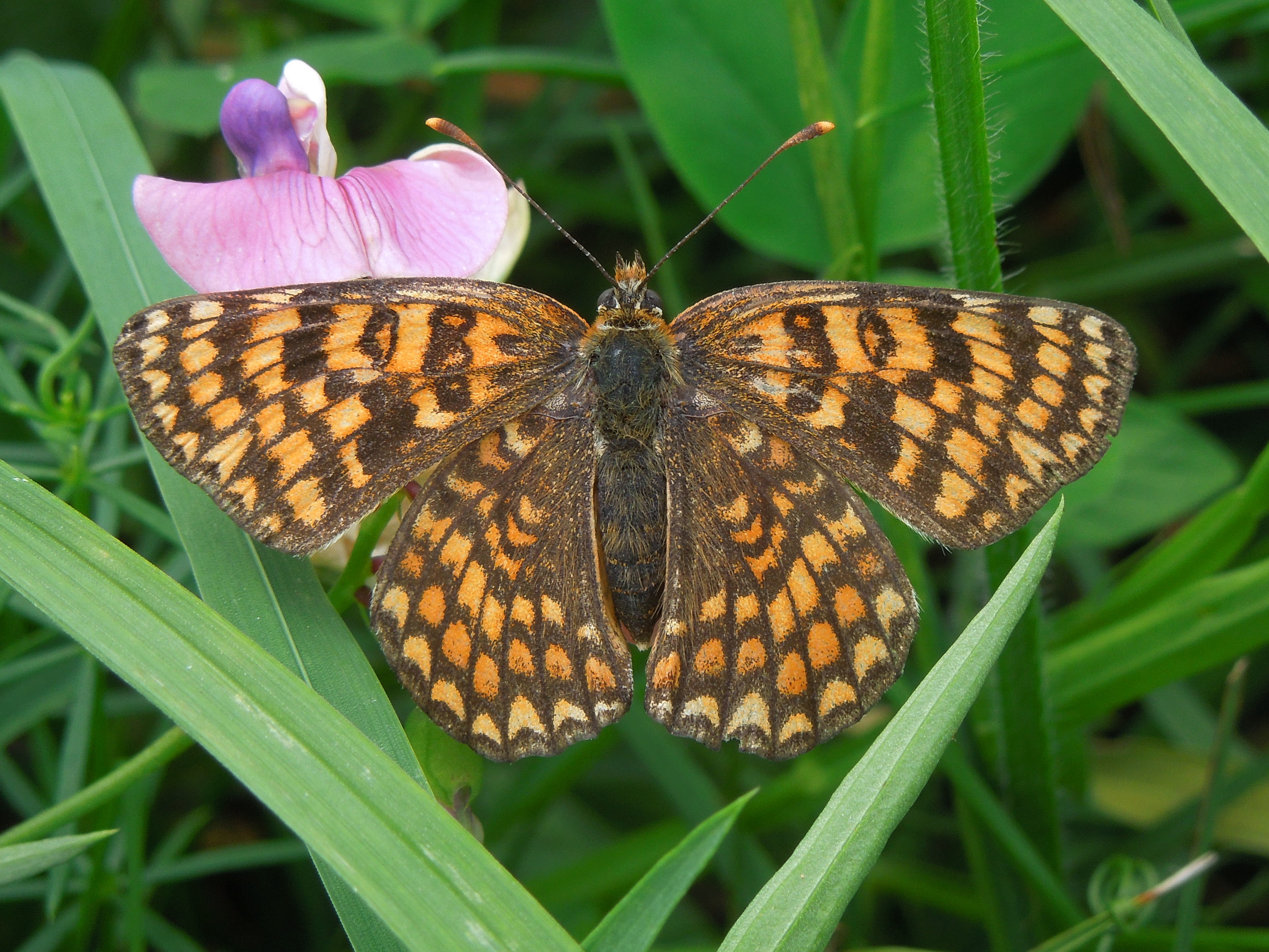 25062013163542 1009 art 856 flockenblumenscheckenfalter05