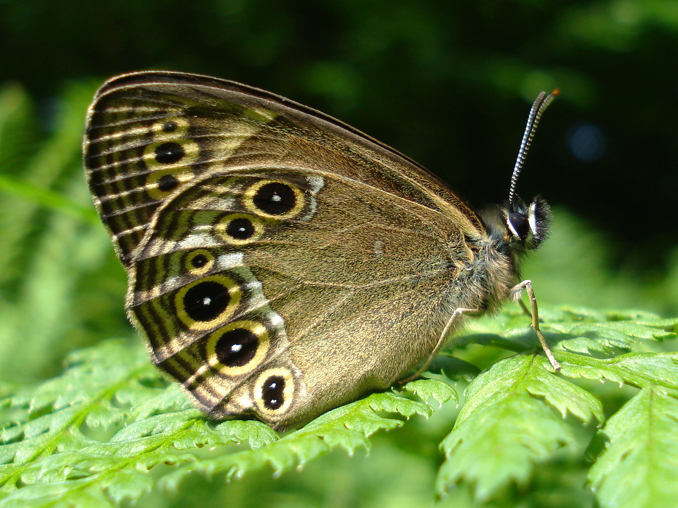 25062013163706 1010 art 815 gelbringfalter06