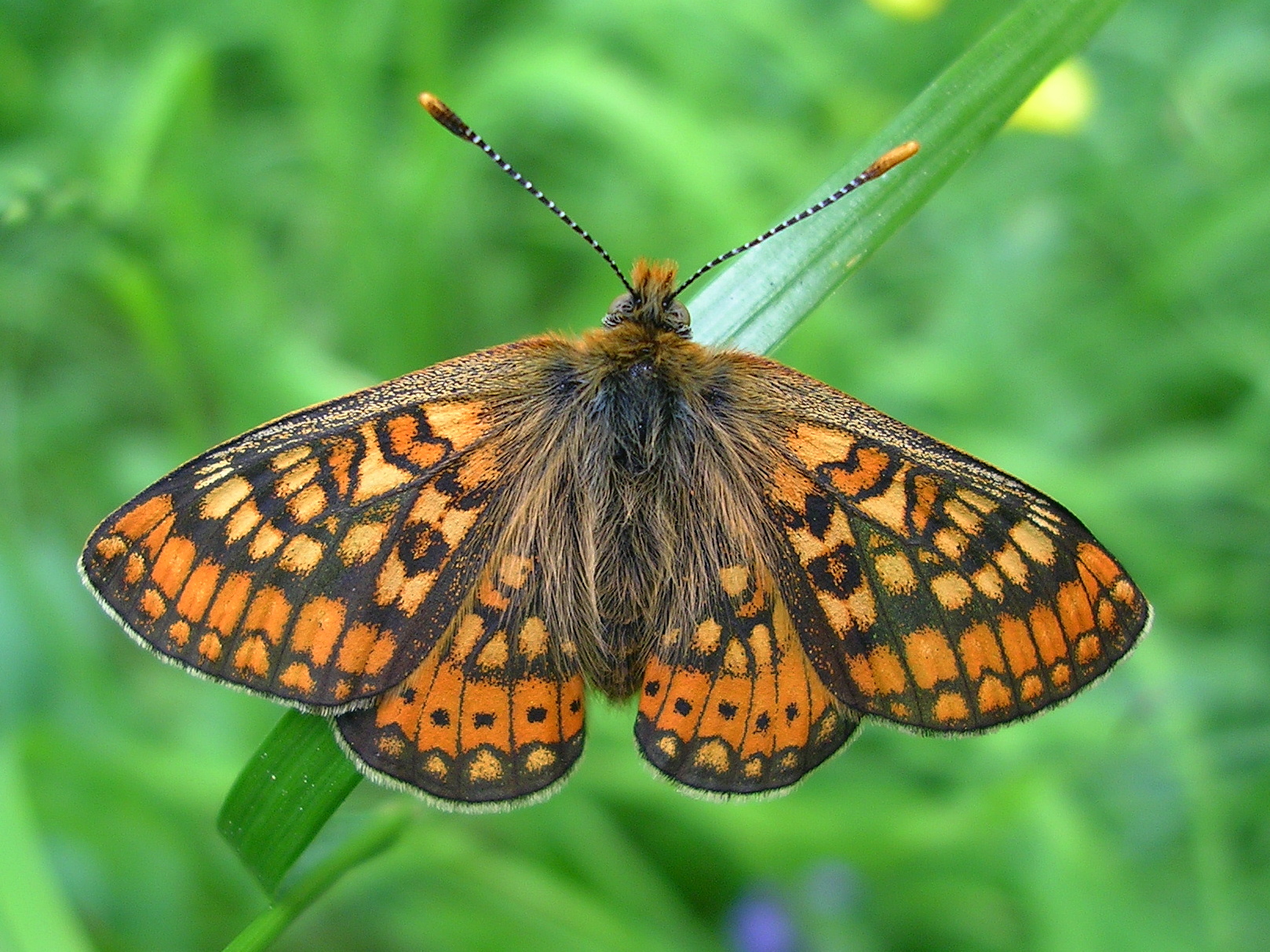 25062013163757 1011 art 818 goldener scheckenfalter07