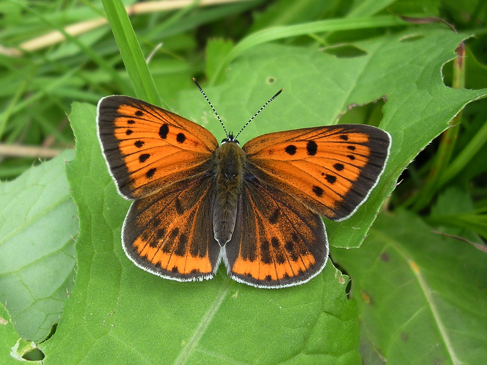 25062013163930 1012 art 816 groser feuerfalter08