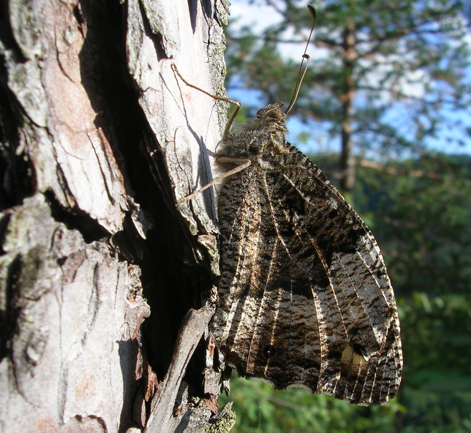 25062013164101 1013 art 845 groser waldportier09