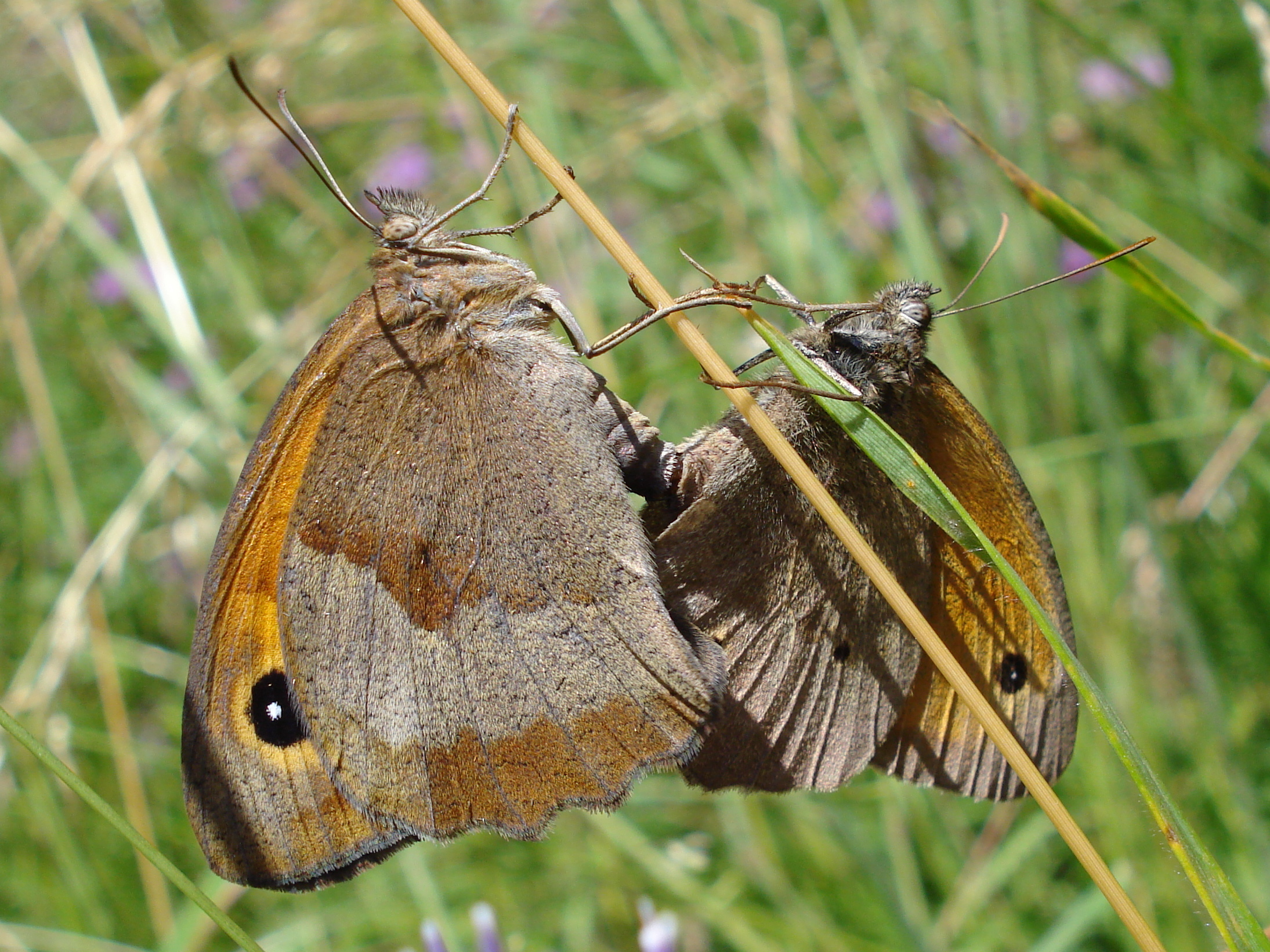 25062013164401 1014 art 846 groses ochsenauge10