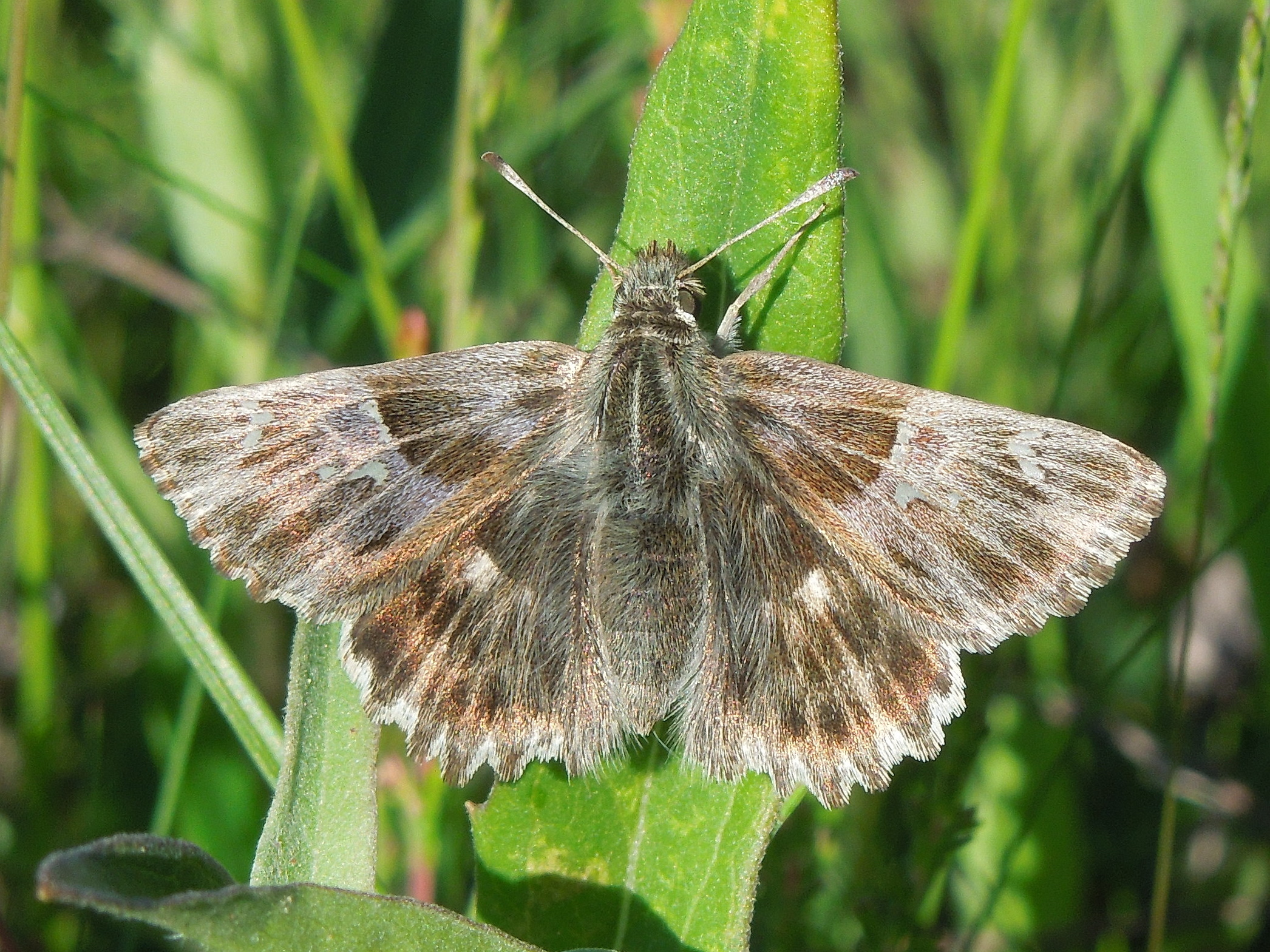 25062013164515 1015 art 836 heilziestdickkopffalter11