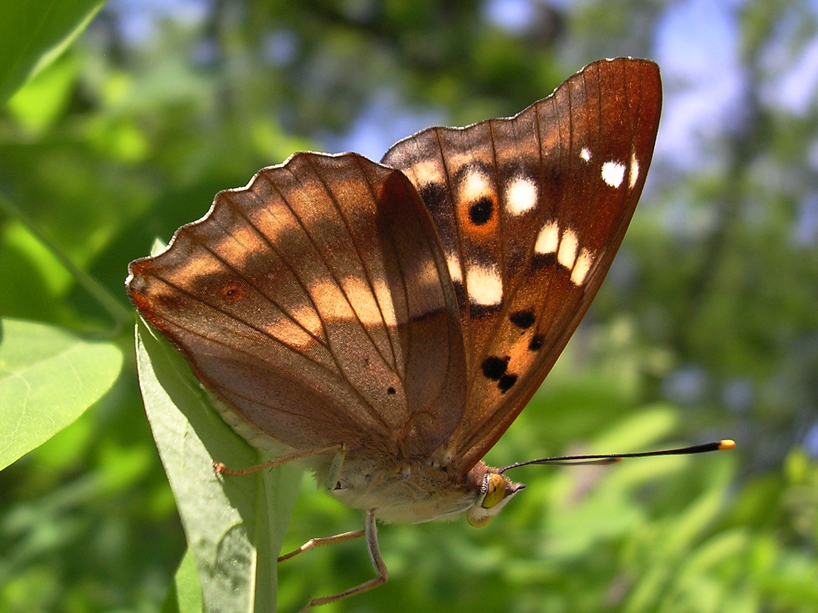 25062013164658 1016 art 824 kleiner schillerfalter12