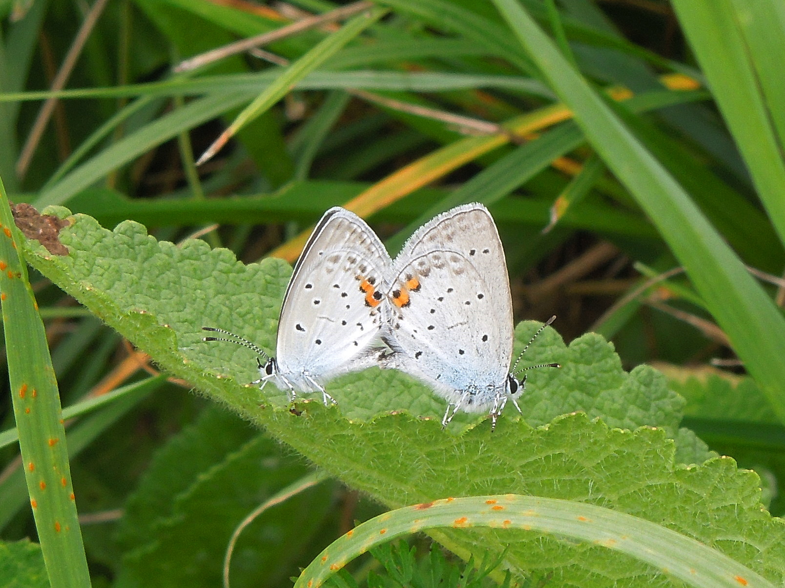 25062013164825 1017 art 849 kurzschwanziger blauling13