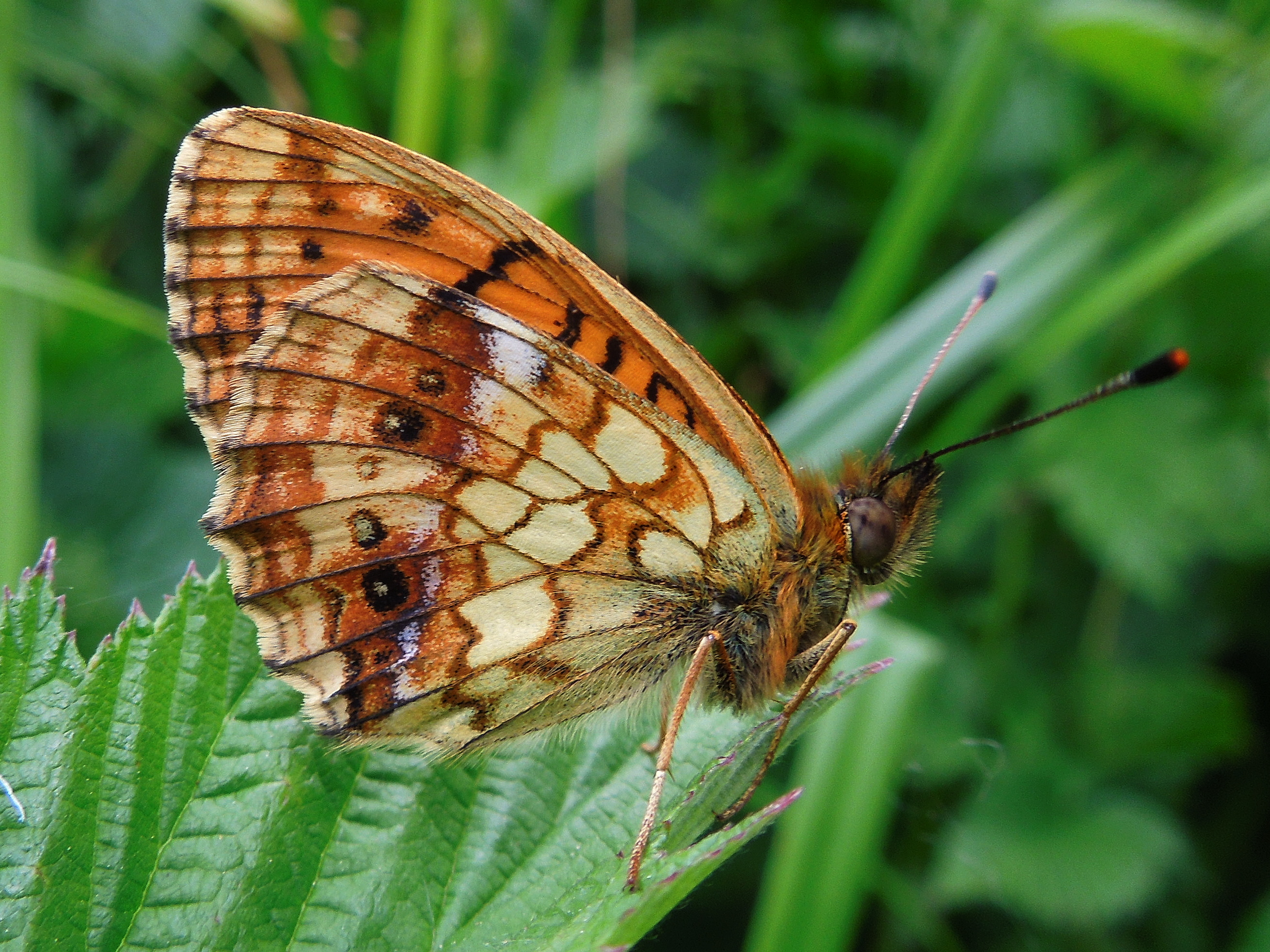 25062013165056 1018 art 855 madesusperlmuttfalter14