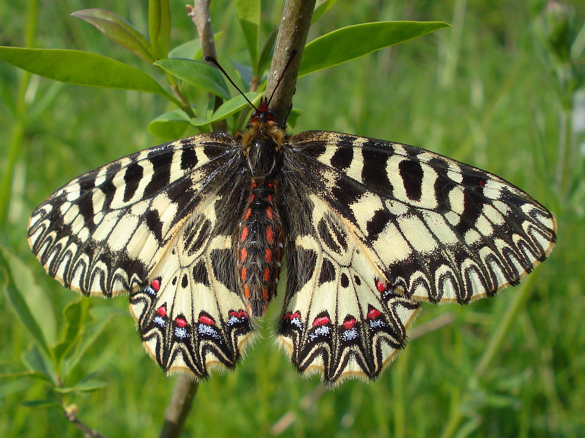 25062013165305 1019 art 817 osterluzeifalter15