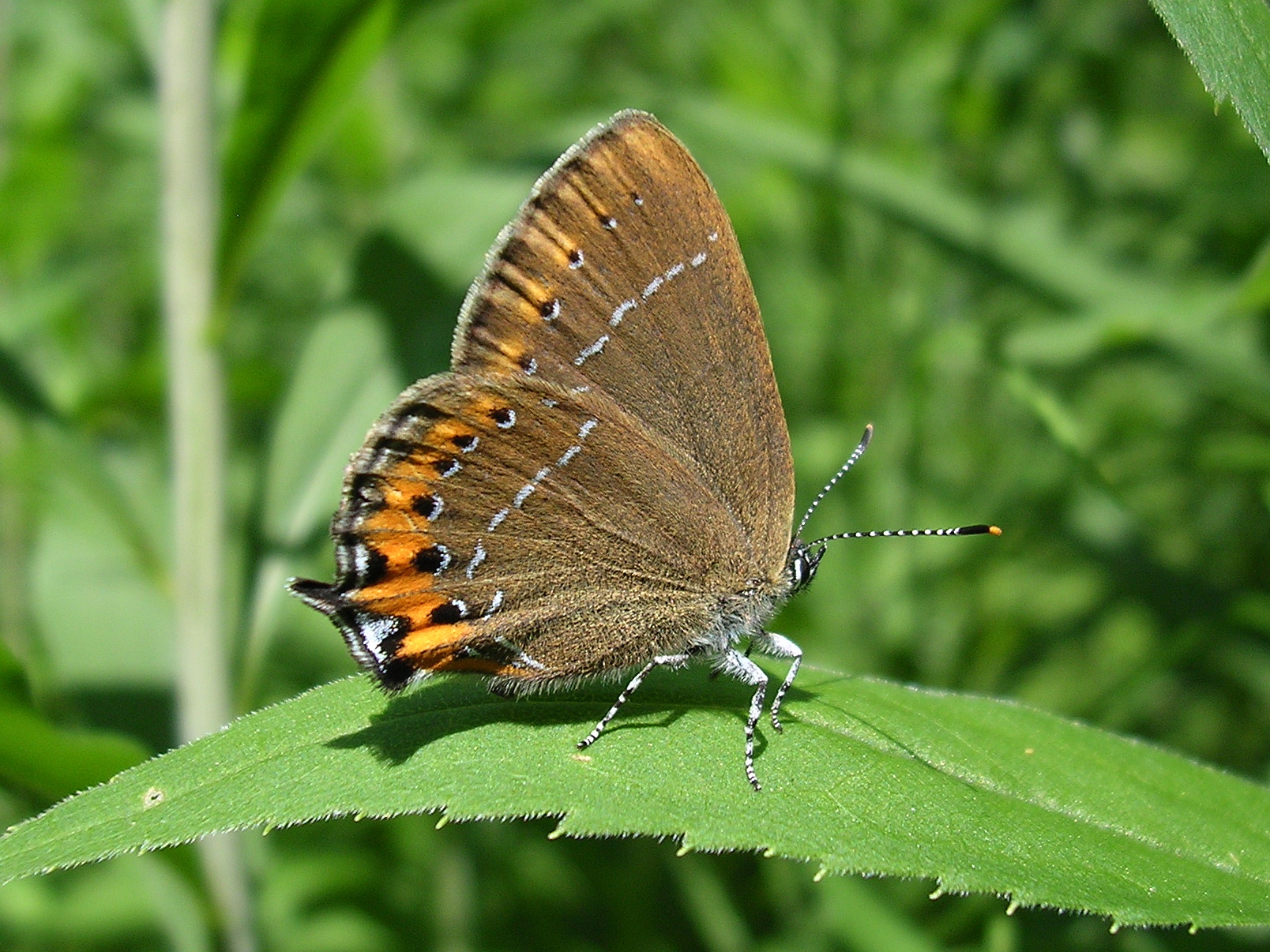 25062013165458 1020 art 852 pflaumenzipfelfalter16