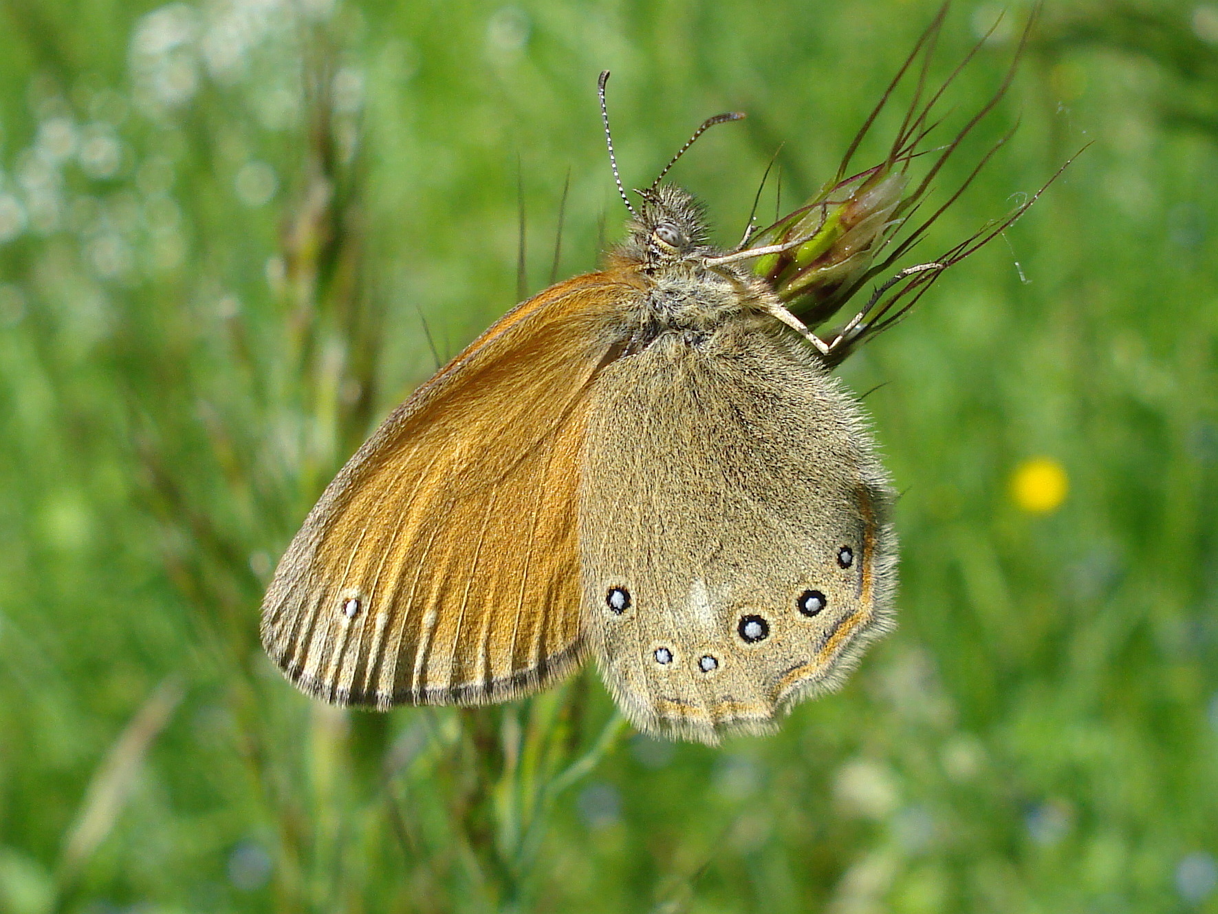 25062013165907 1021 art 842 rotbraunes wiesenvogelchen17