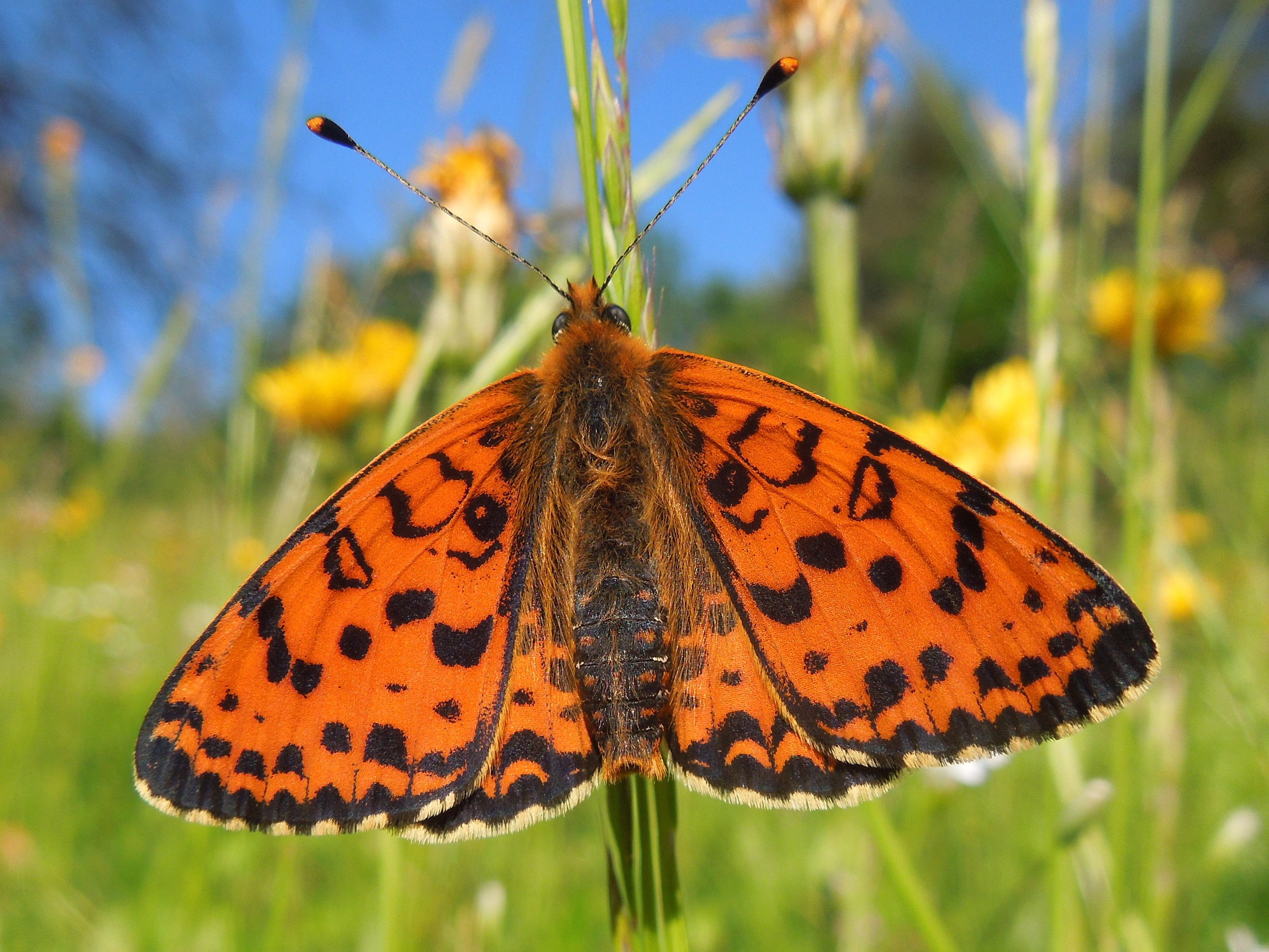 25062013170111 1022 art 841 roter scheckenfalter18