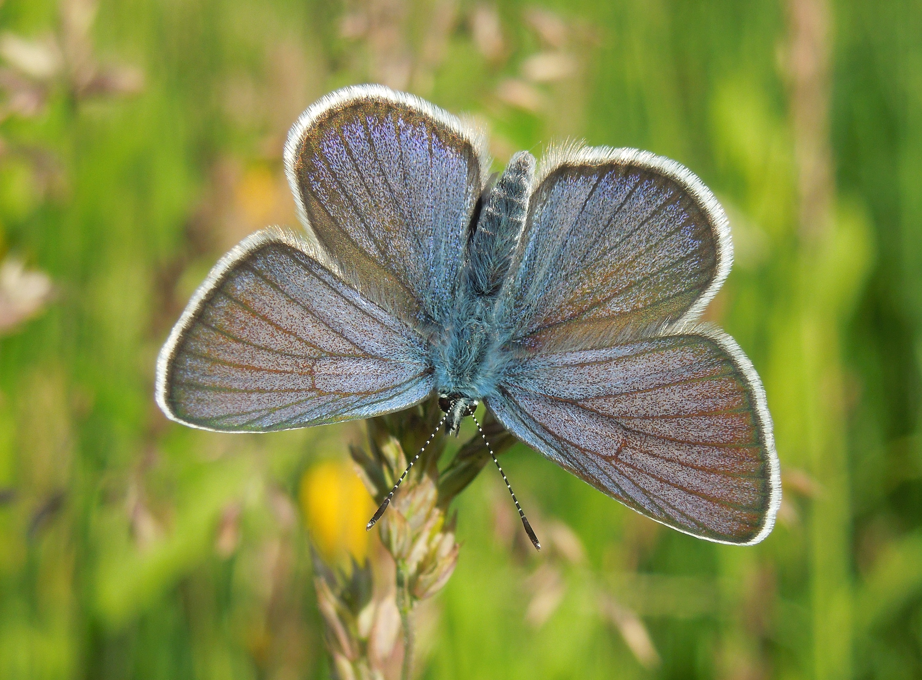 25062013170315 1023 art 850 rotkleeblauling19