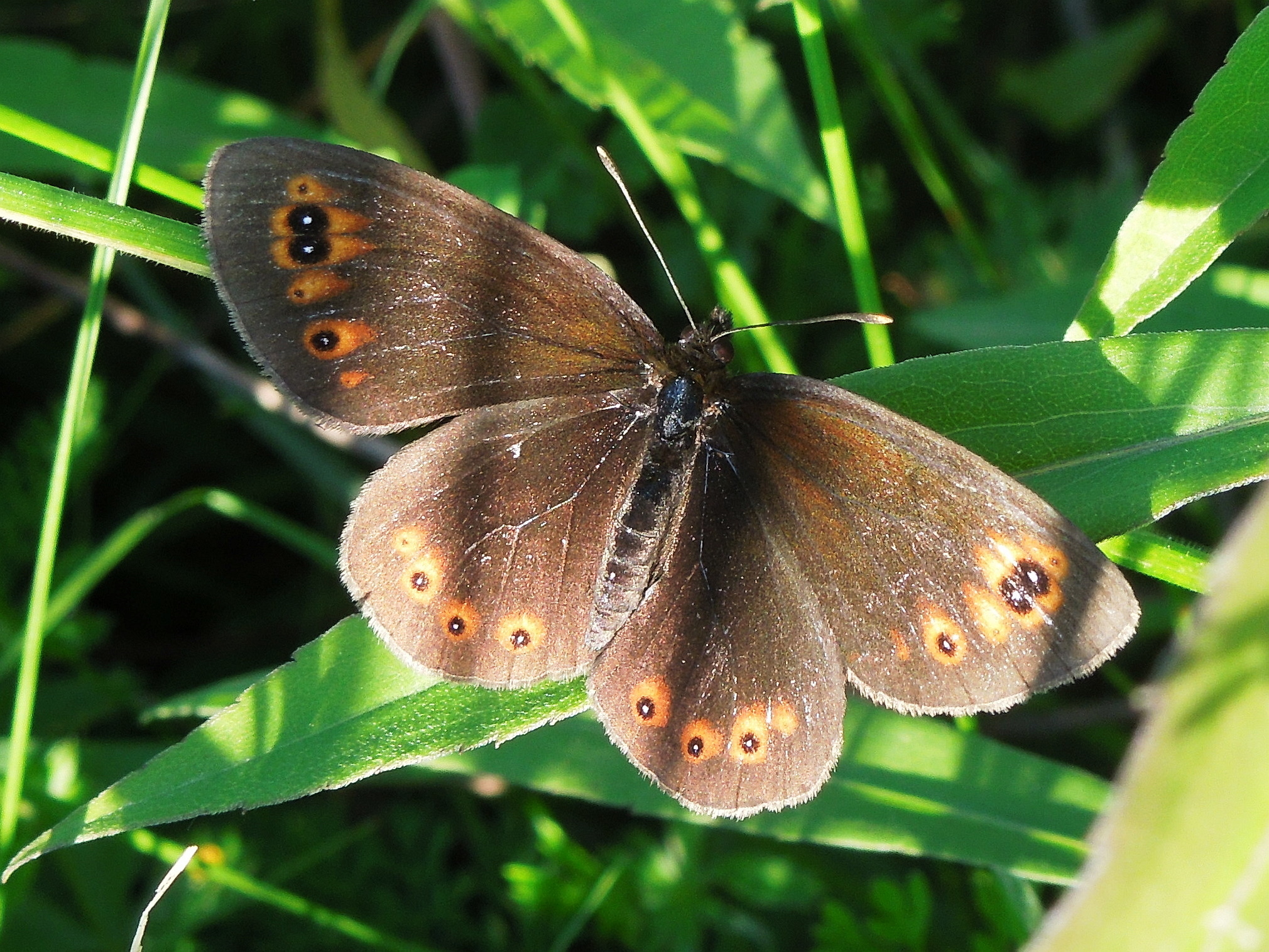 25062013170536 1024 art 843 rundaugenmohrenfalter20